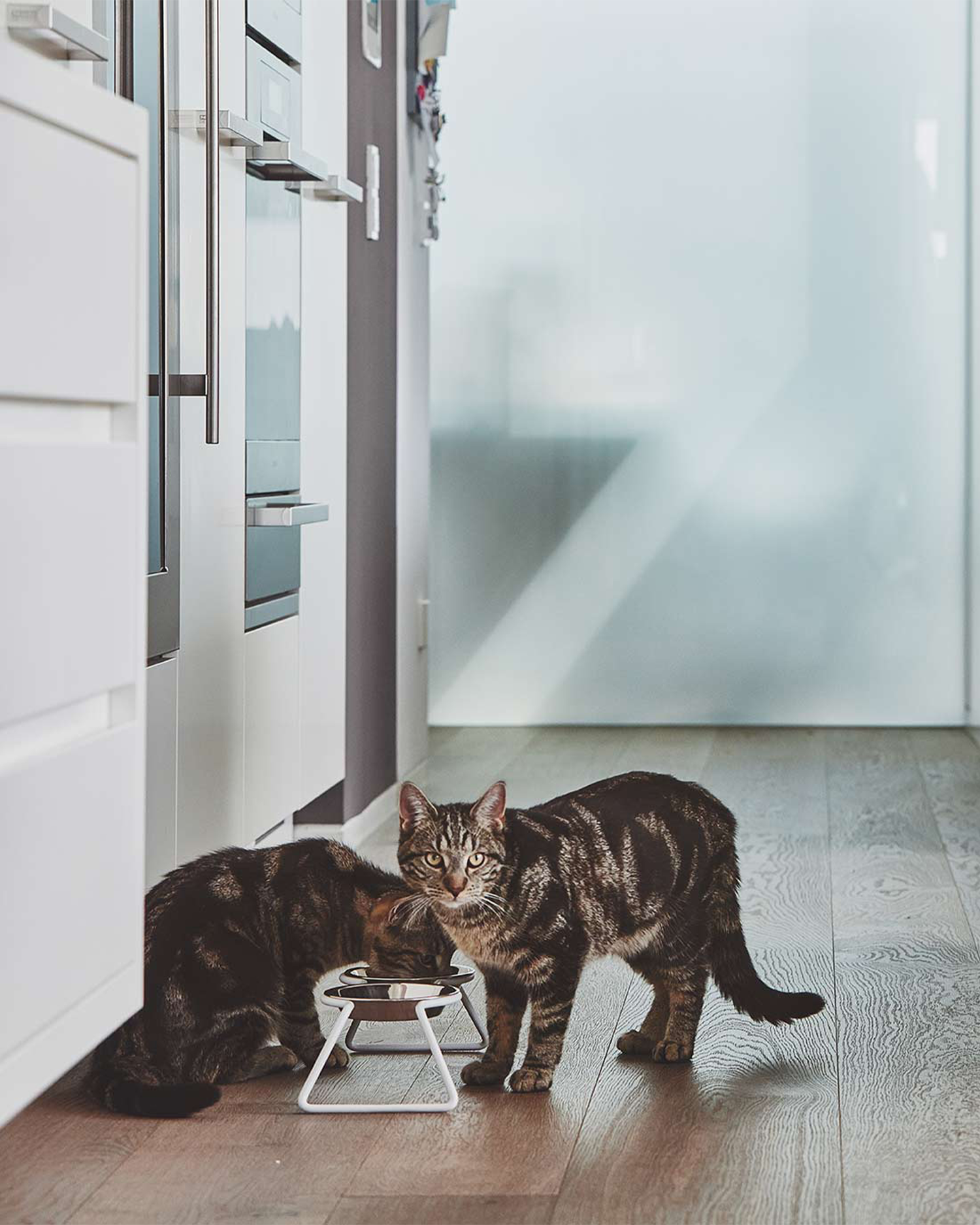MiaCara ciotole per gatti in acciaio Cena