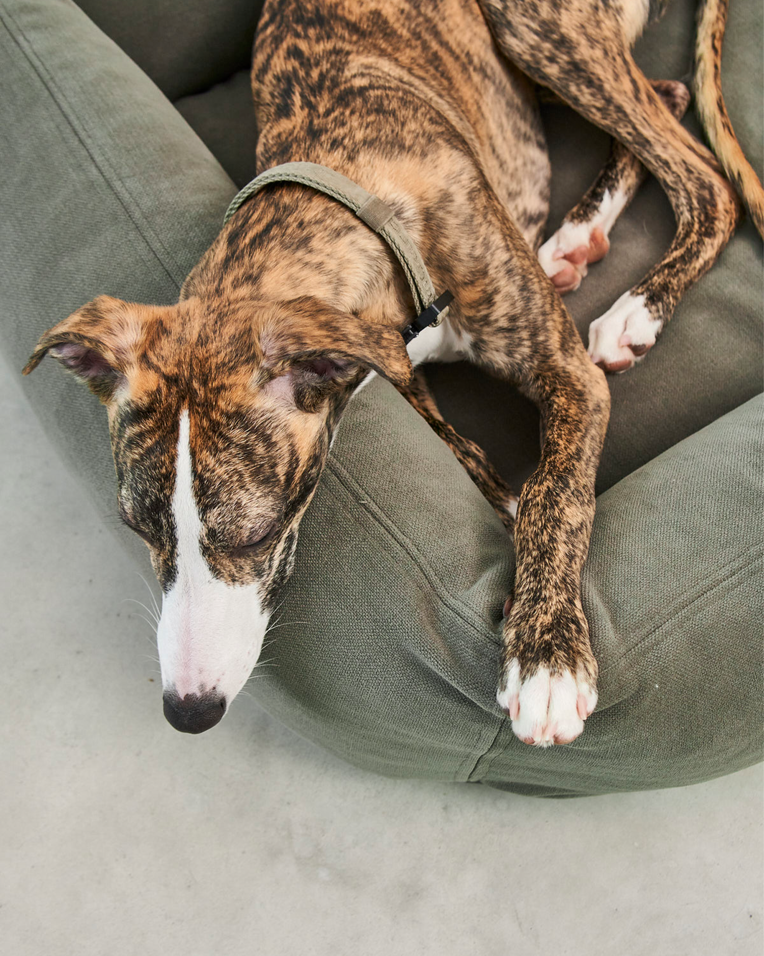 MiaCara cuccia per cani Comodo
