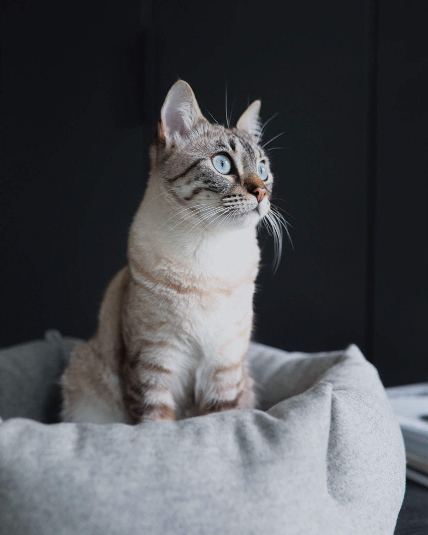 MiaCara cuccia per gatti Calma