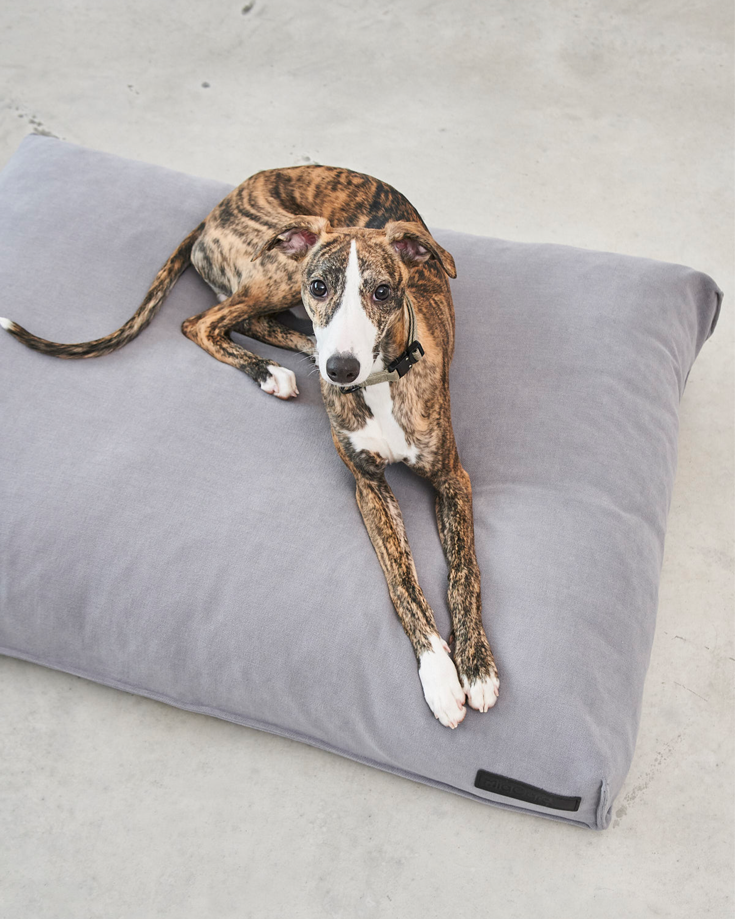 MiaCara cuscino per cani Comodo