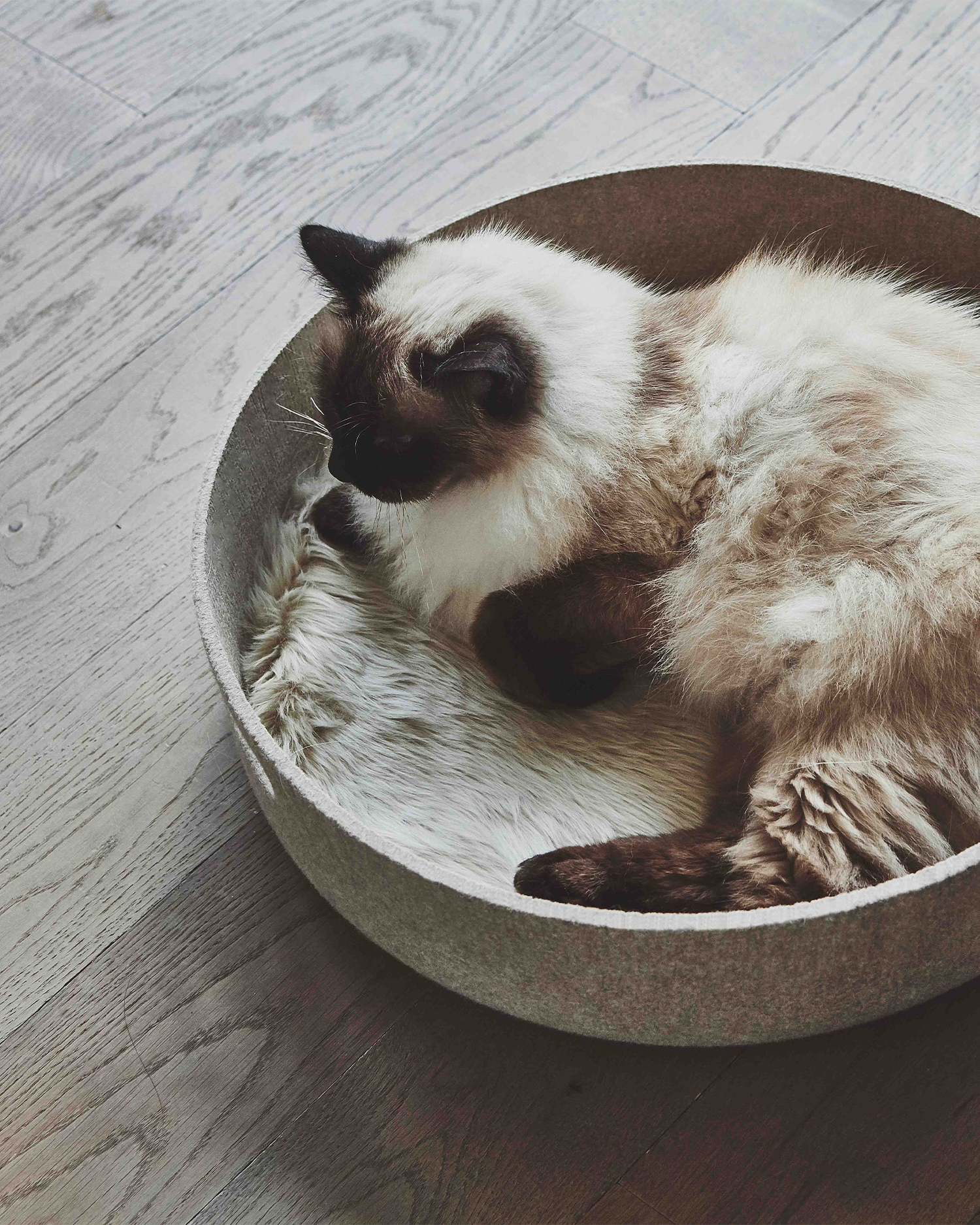 MiaCara cuccia per gatti Cesto