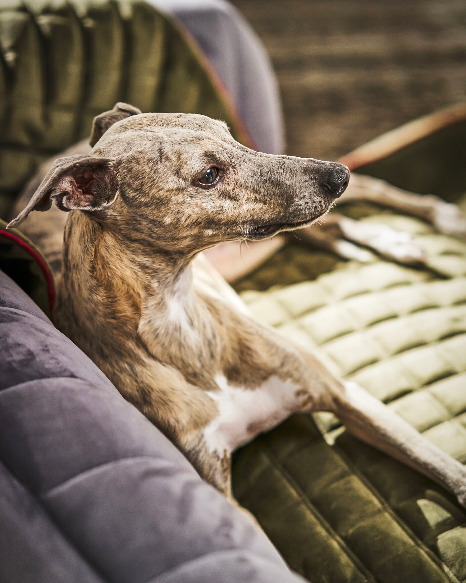 Coperta per animali in velluto Oxford, verde oliva