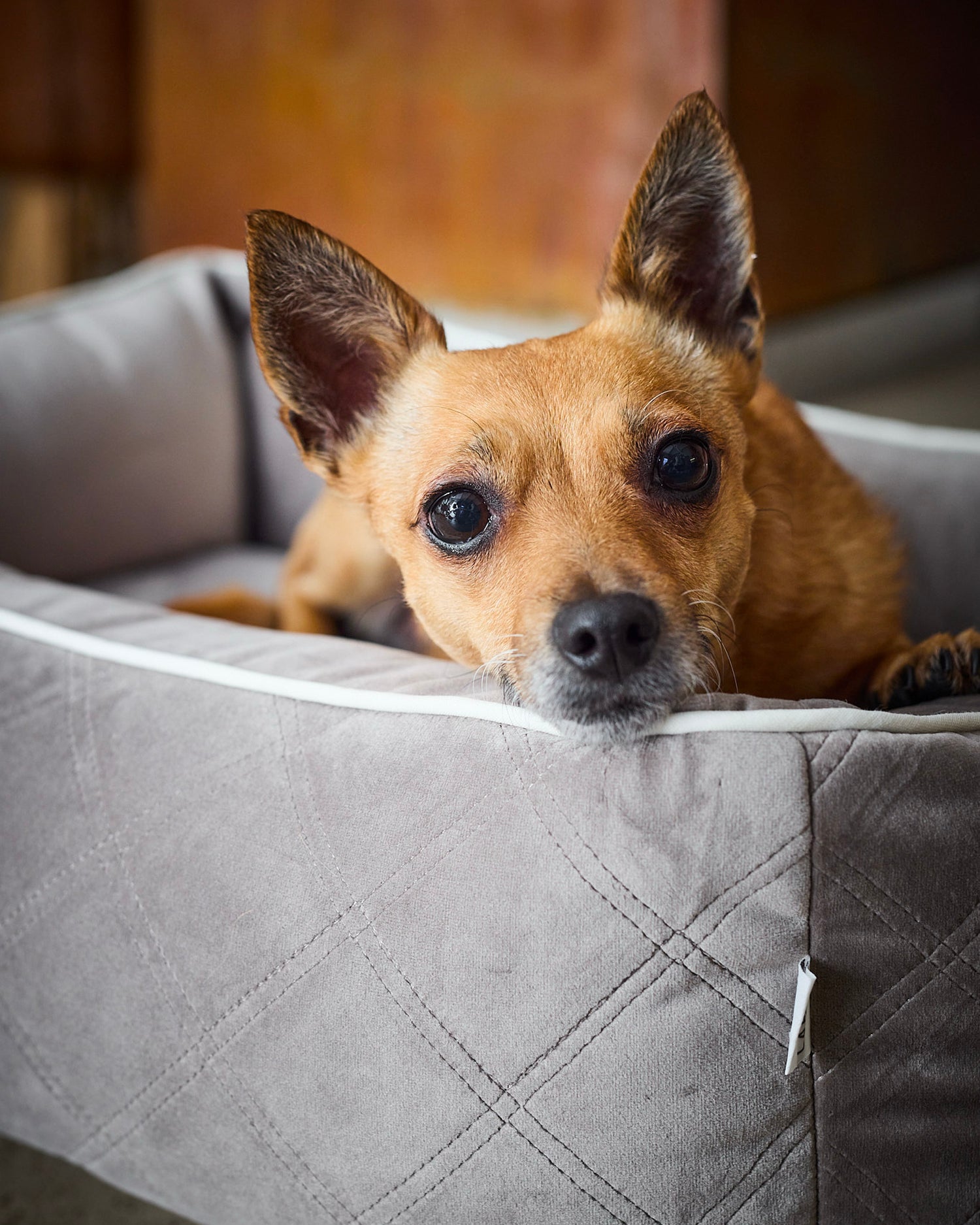 Cuccia per cani in velluto Oxford, tortora
