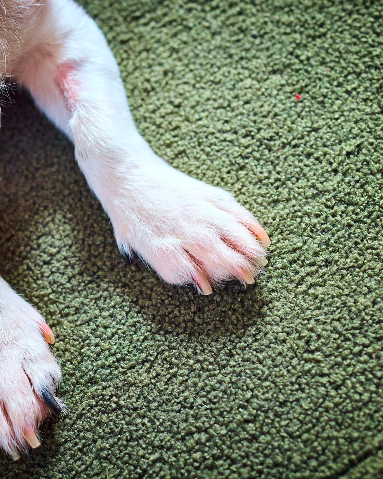 Coperta per animali in bouclè teddy, verde salvia