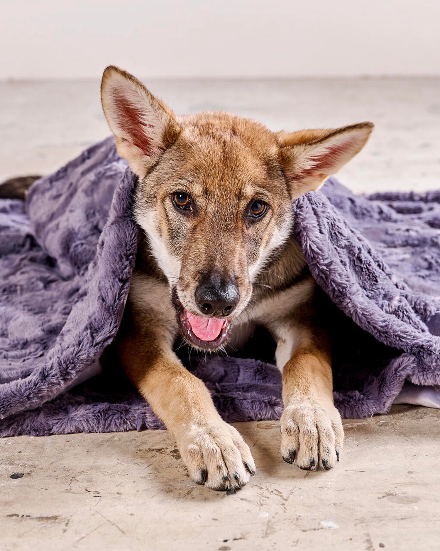 Coperta per animali in velluto Cozy, grigia scura