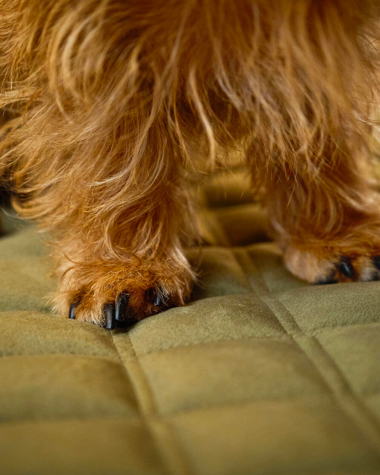 Coperta per animali in velluto Oxford, verde oliva