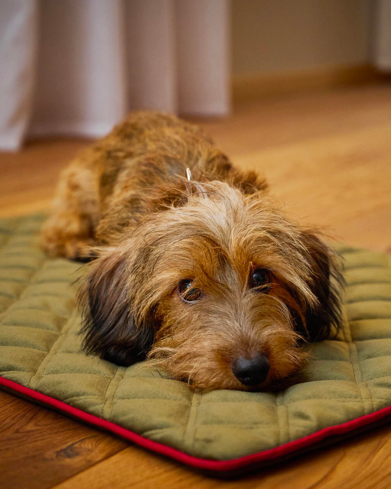 Coperta per animali in velluto Oxford, verde oliva