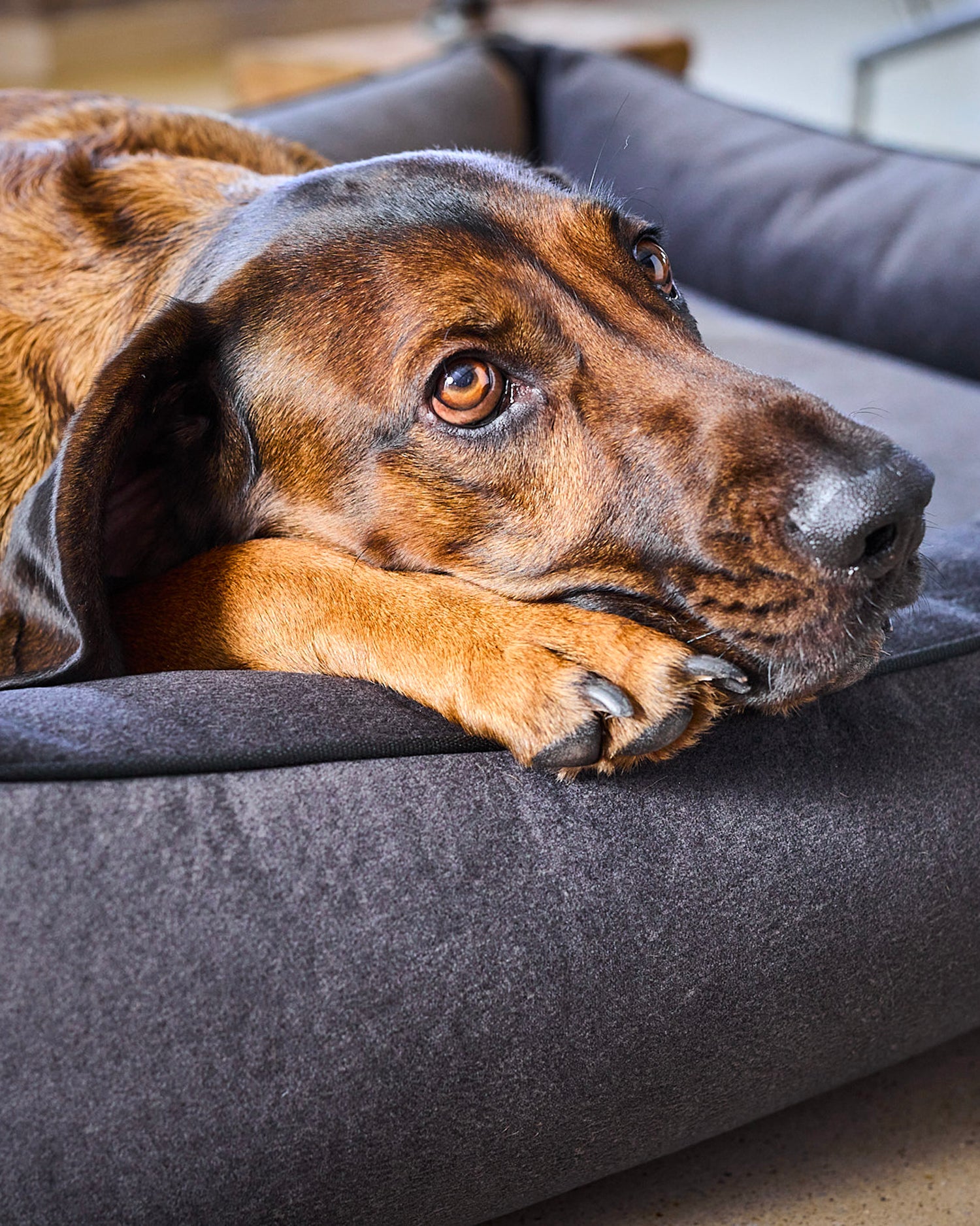 Cuccia per cani in velluto Buffalo, antracite