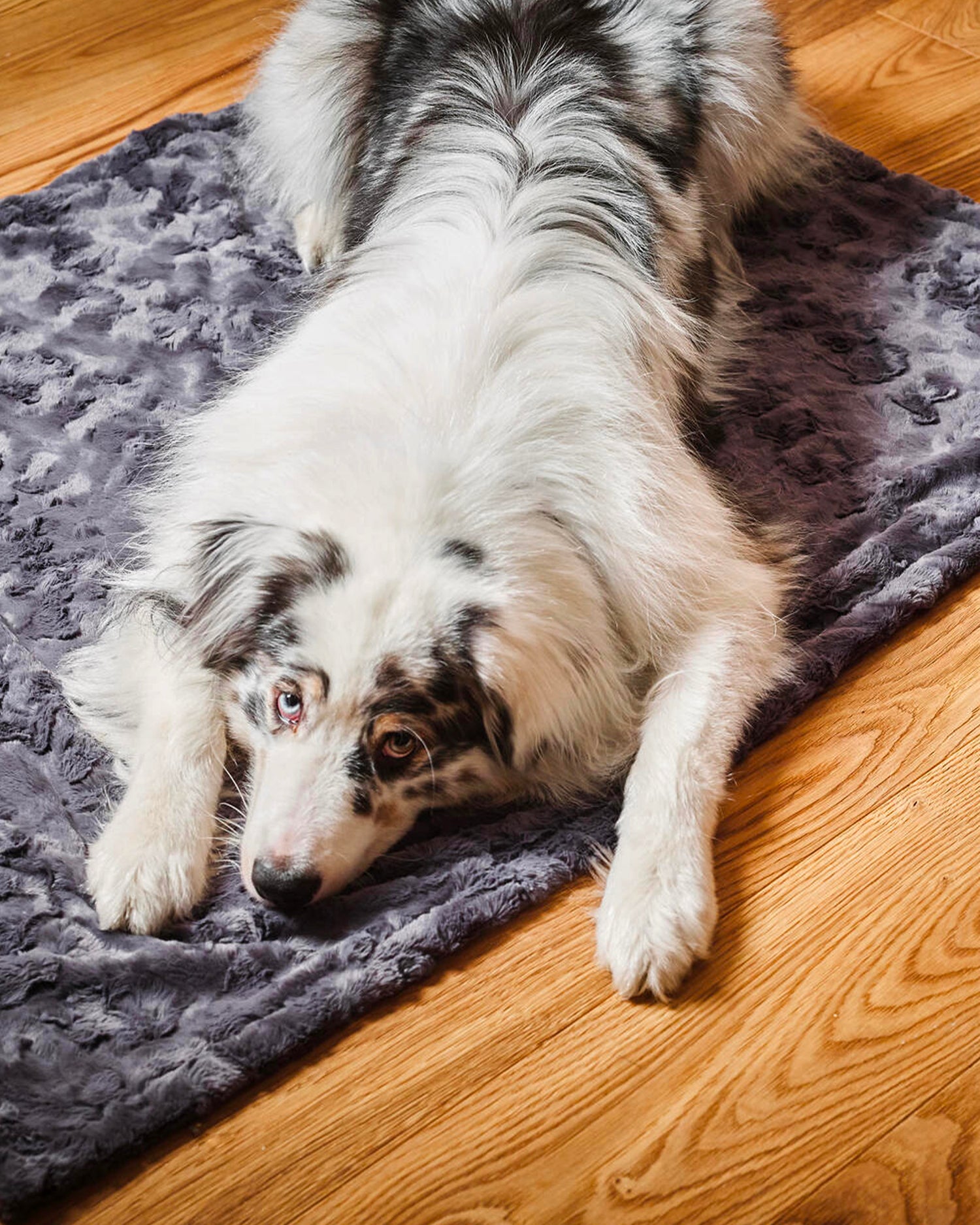 Coperta per animali in velluto Cozy, grigia scura