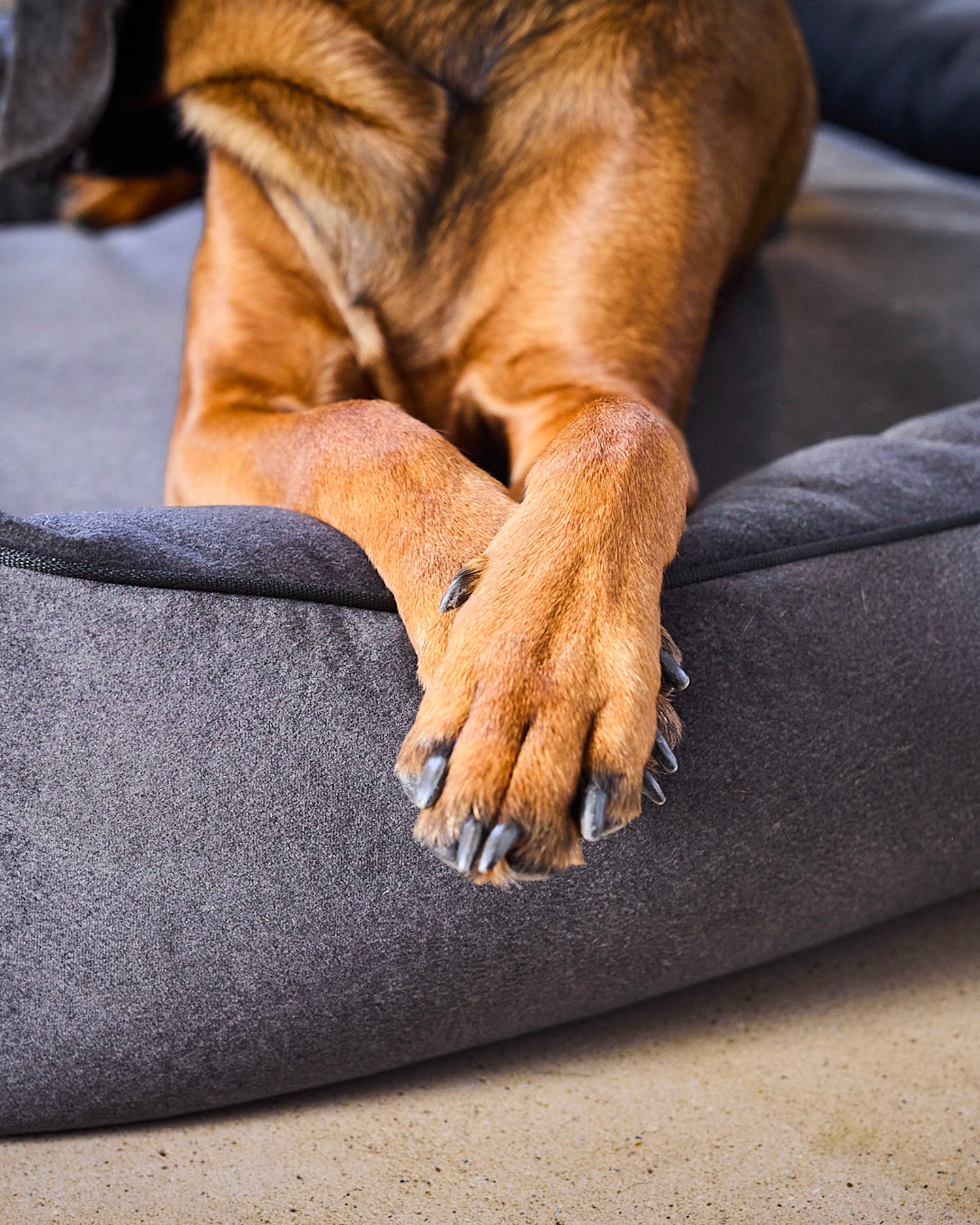 Cuccia per cani in velluto Buffalo, antracite