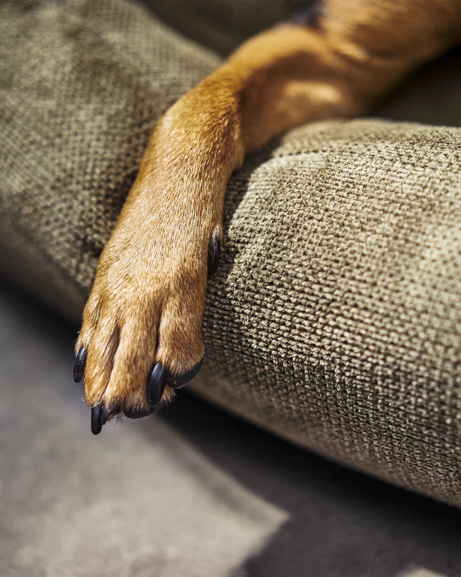 Cuccia per cani Tudor, verde oliva