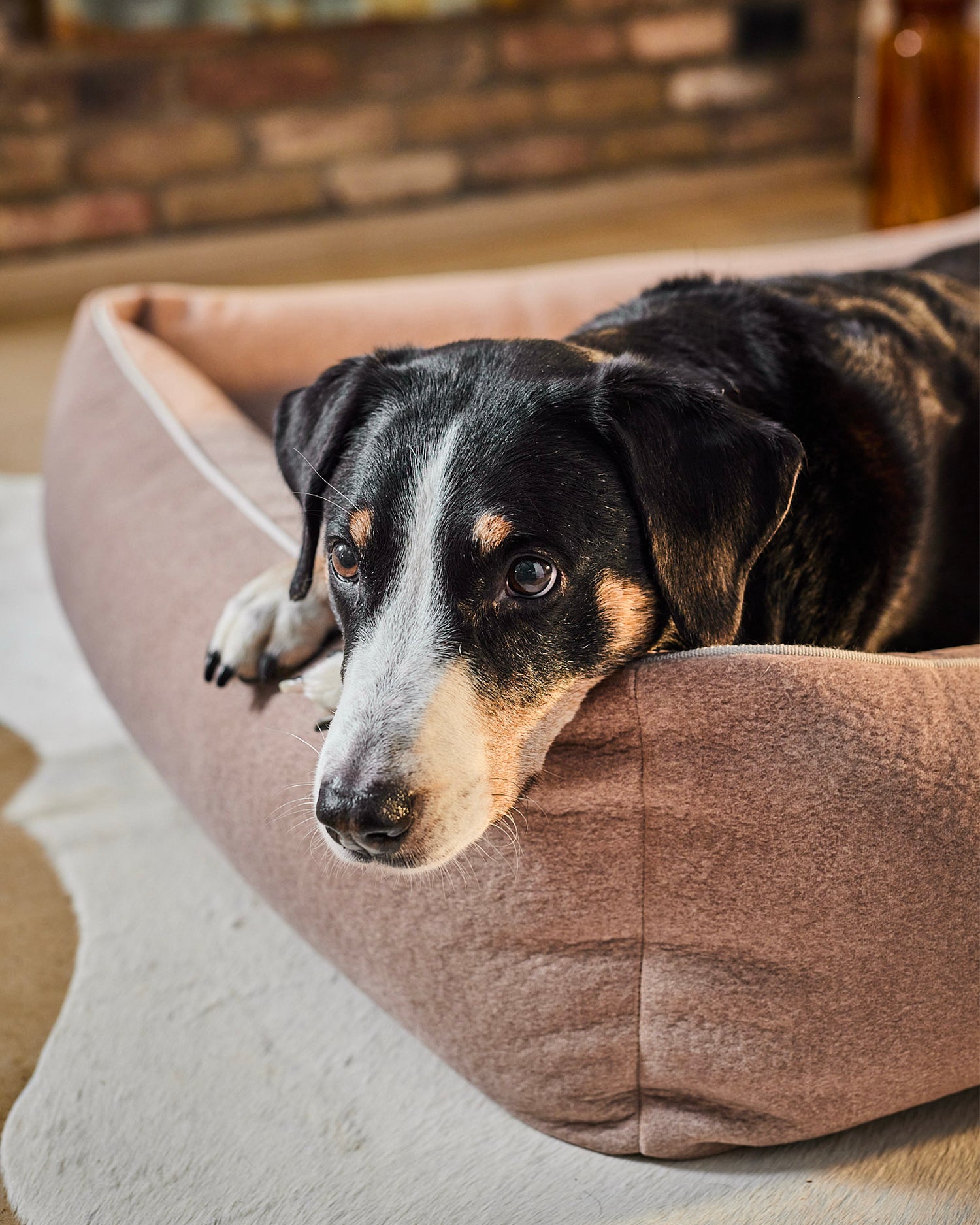 Cuccia per cani in velluto Buffalo, rosa chiaro