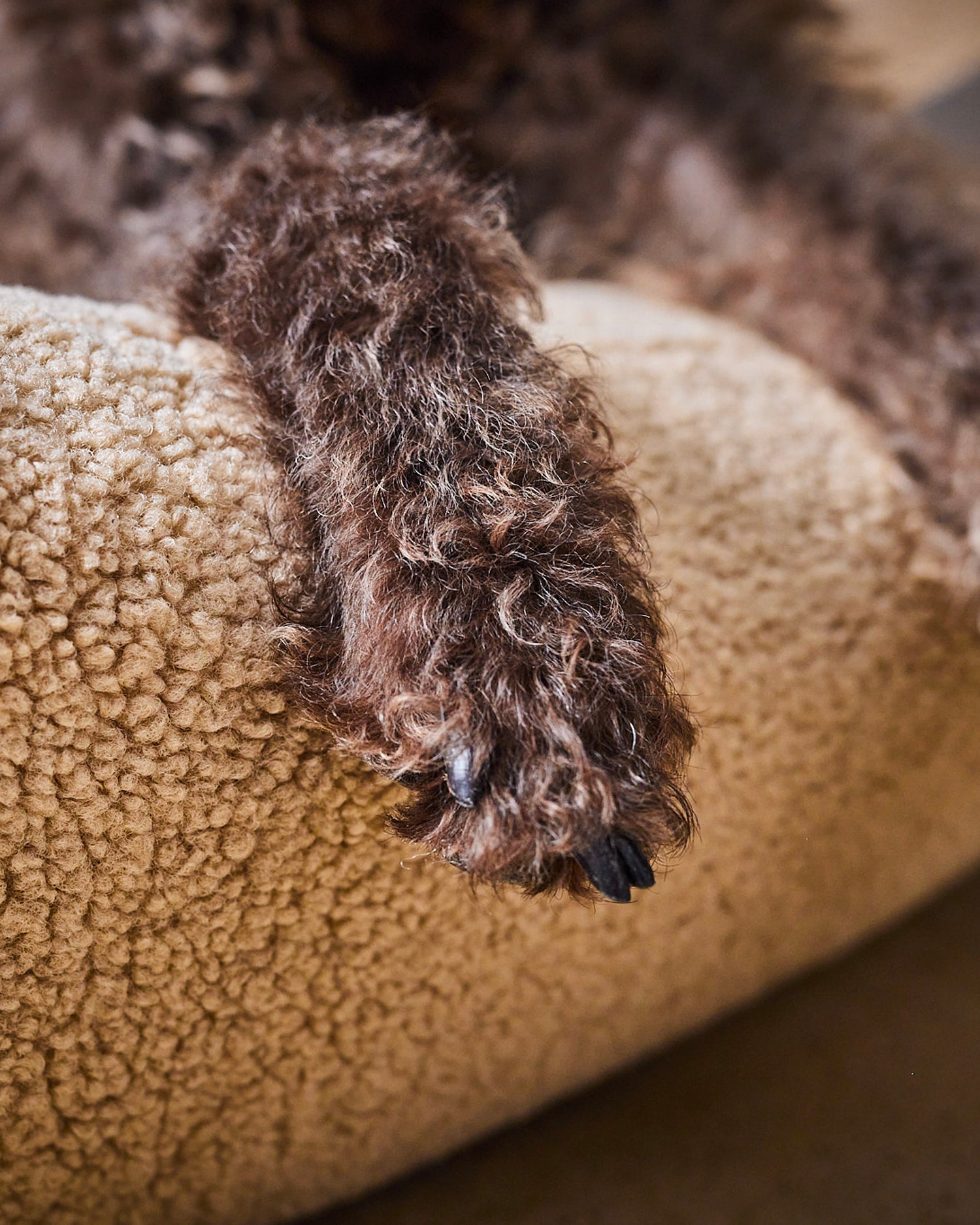 Cuccia per cani in tessuto bouclè Teddy, crema