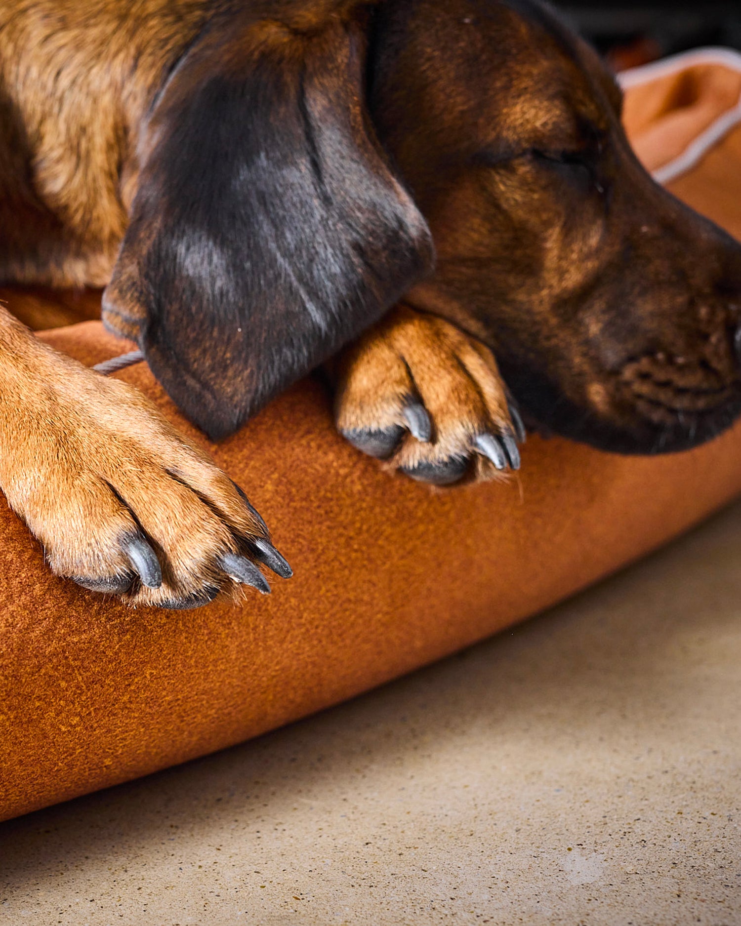 Cuccia per cani in velluto Buffalo, terracotta
