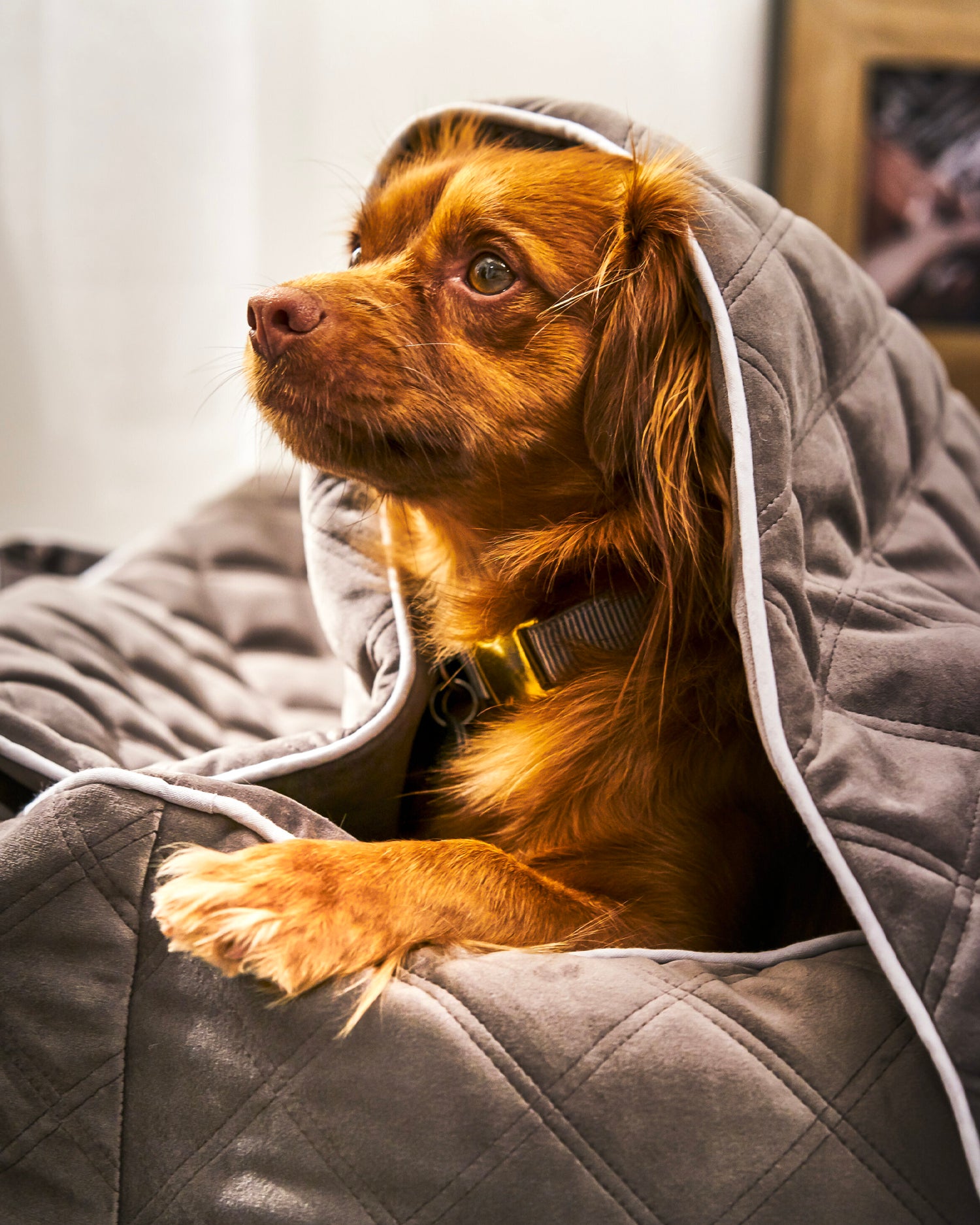 Cuccia per cani in velluto Oxford, grigia scura