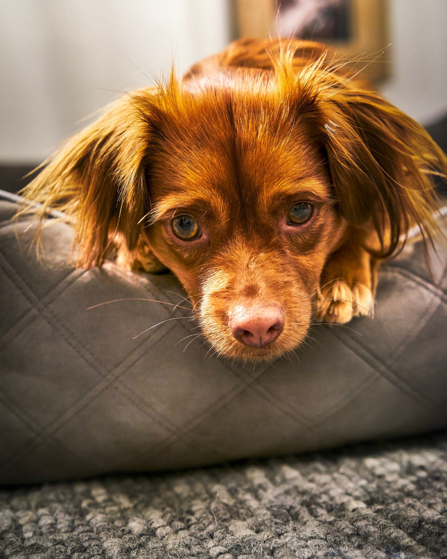 Cuccia per cani in velluto Oxford, grigia scura