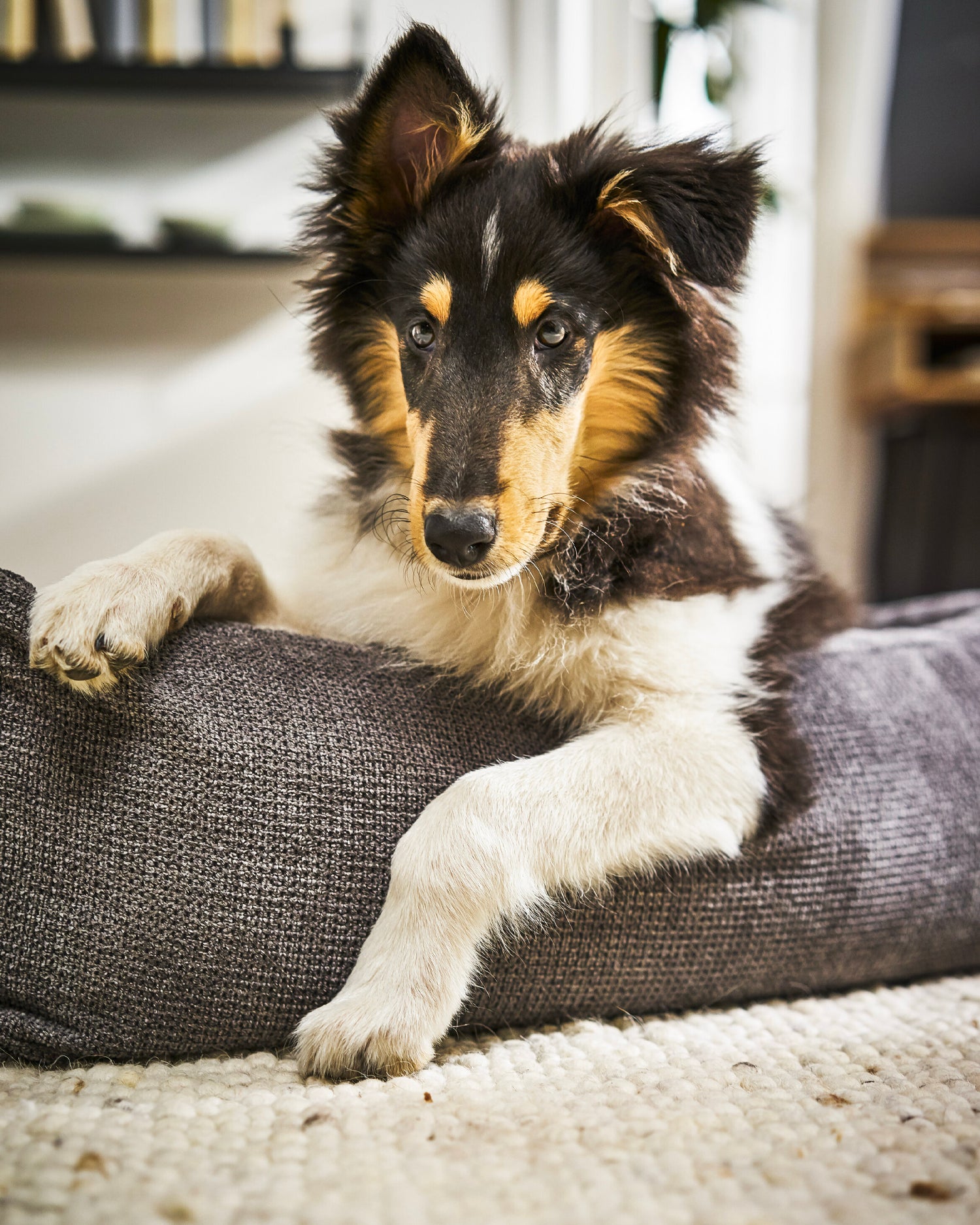 Cuccia per cani Tudor, antracite