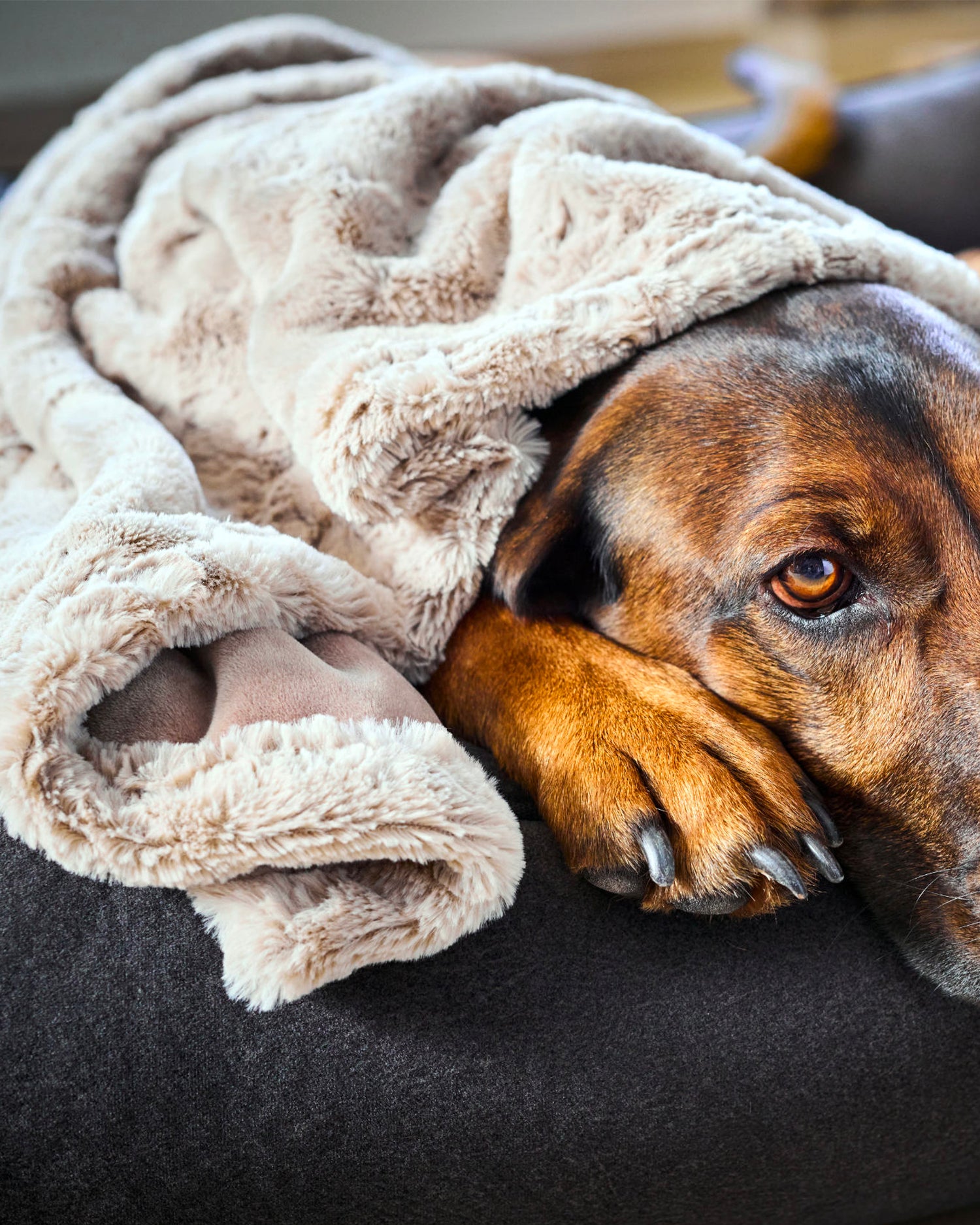 Coperta per animali in velluto Cozy, beige