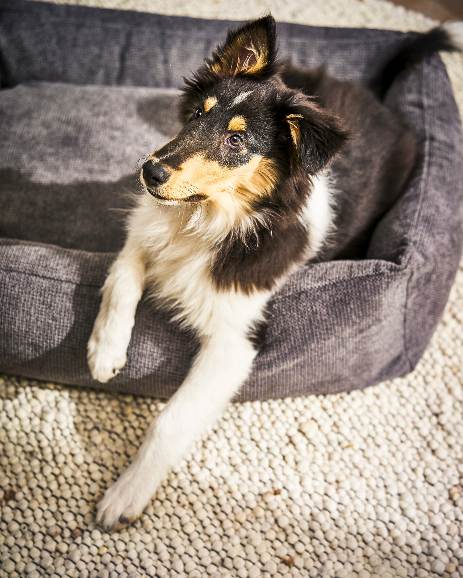 Cuccia per cani Tudor, antracite