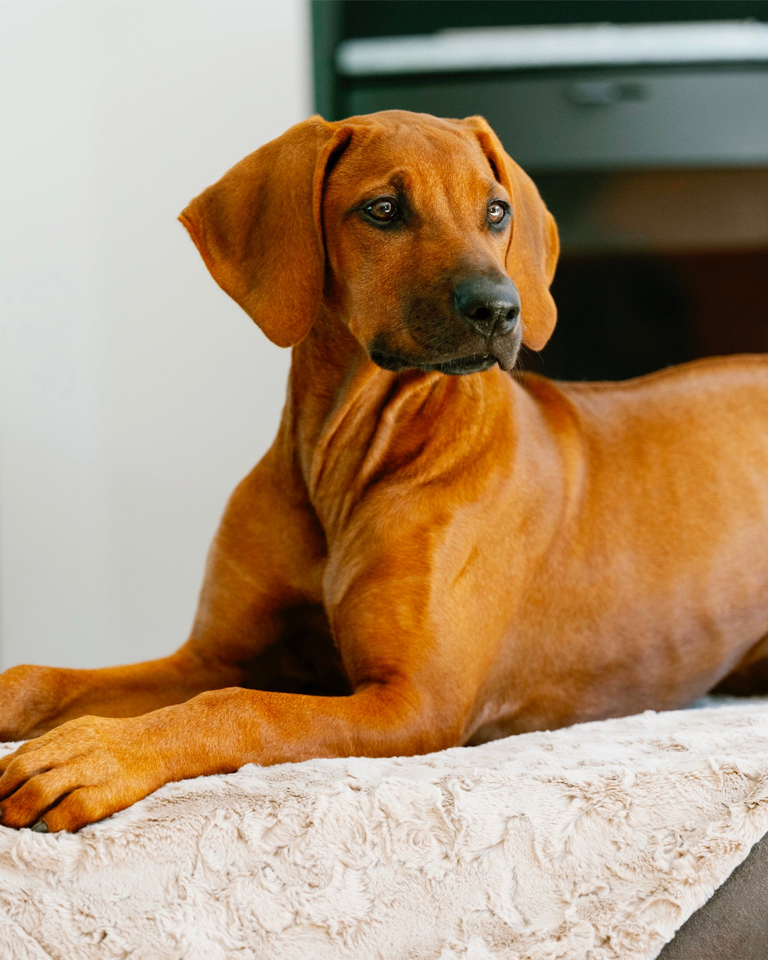 Coperta per animali in velluto Cozy, beige