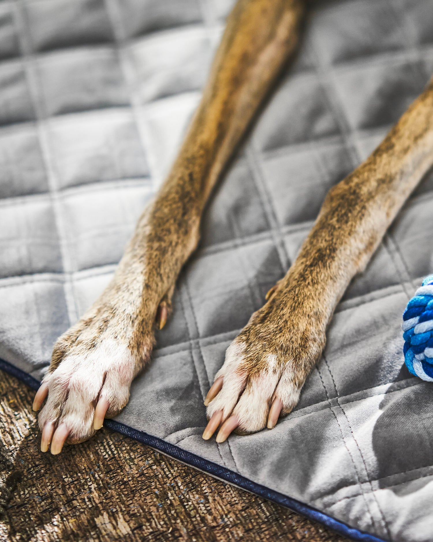 Coperta per animali in velluto Oxford, grigia