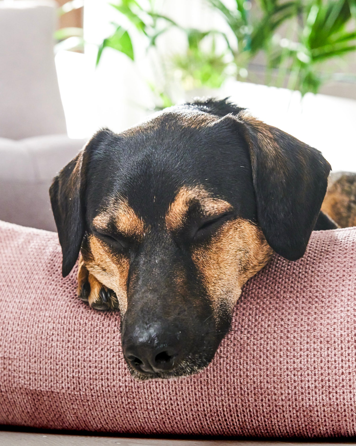 Cuccia per cani Tudor, rosa antico