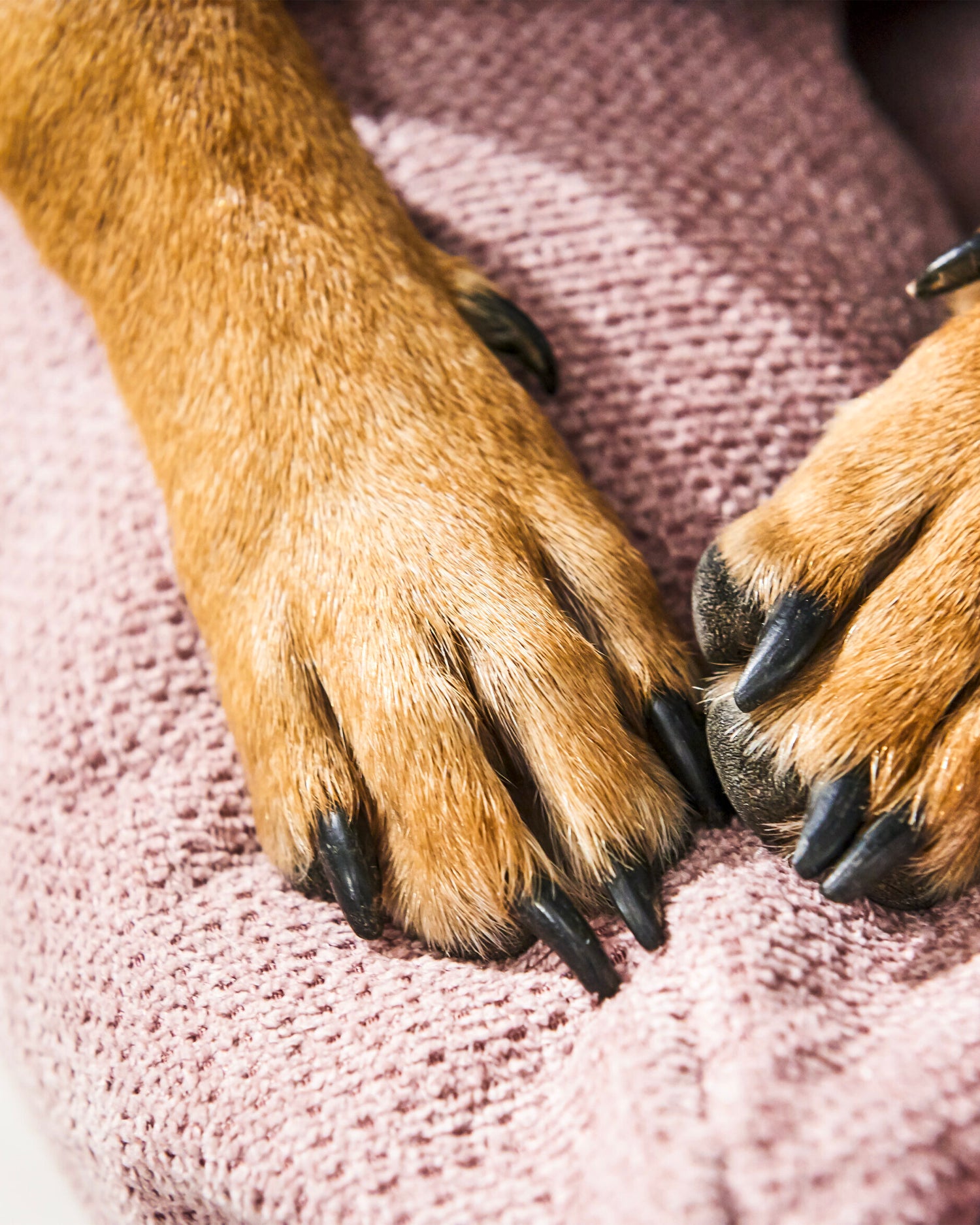 Cuccia per cani Tudor, rosa antico