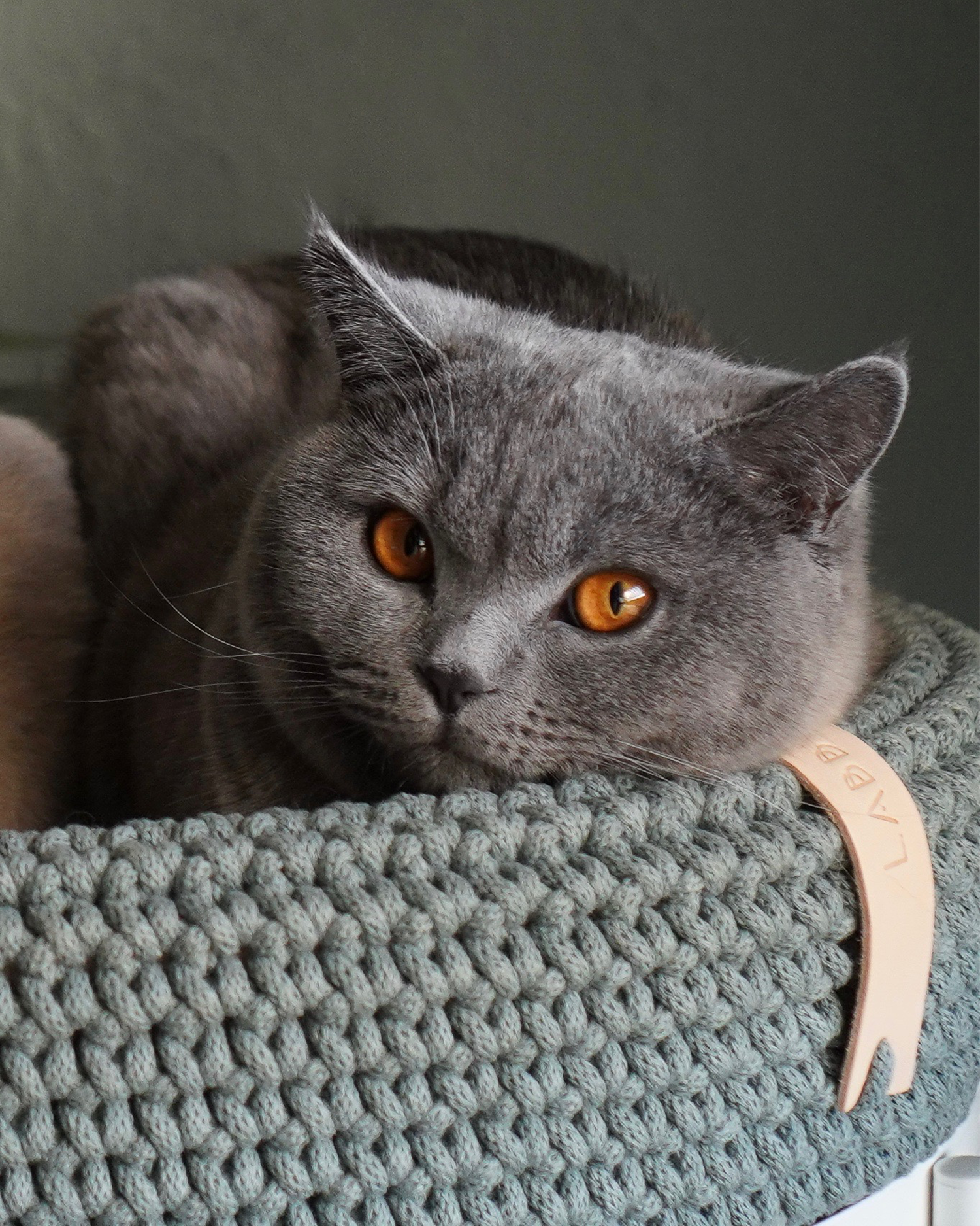 Cuccia per cani e gatti Coco