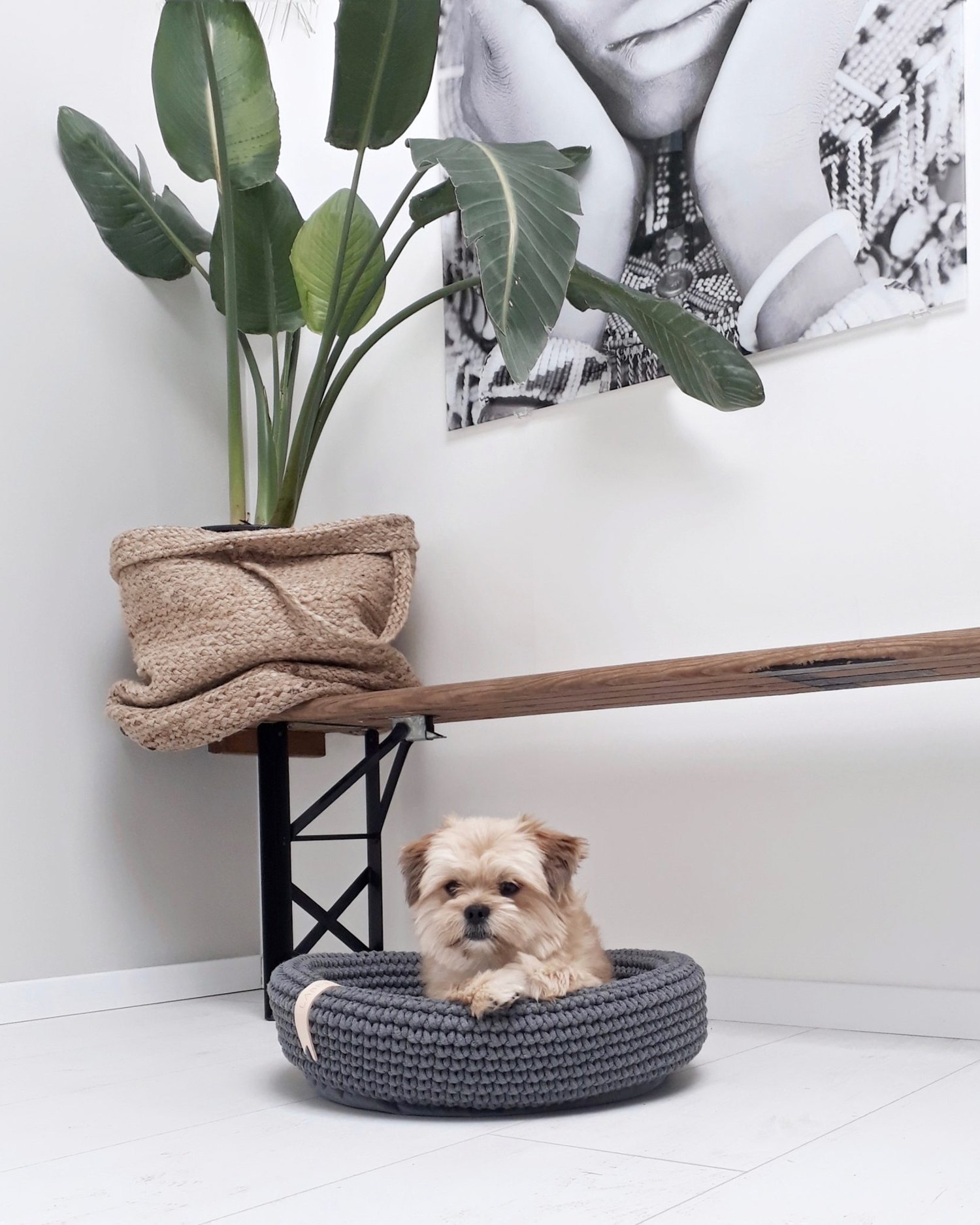 Cuccia per cani e gatti Coco