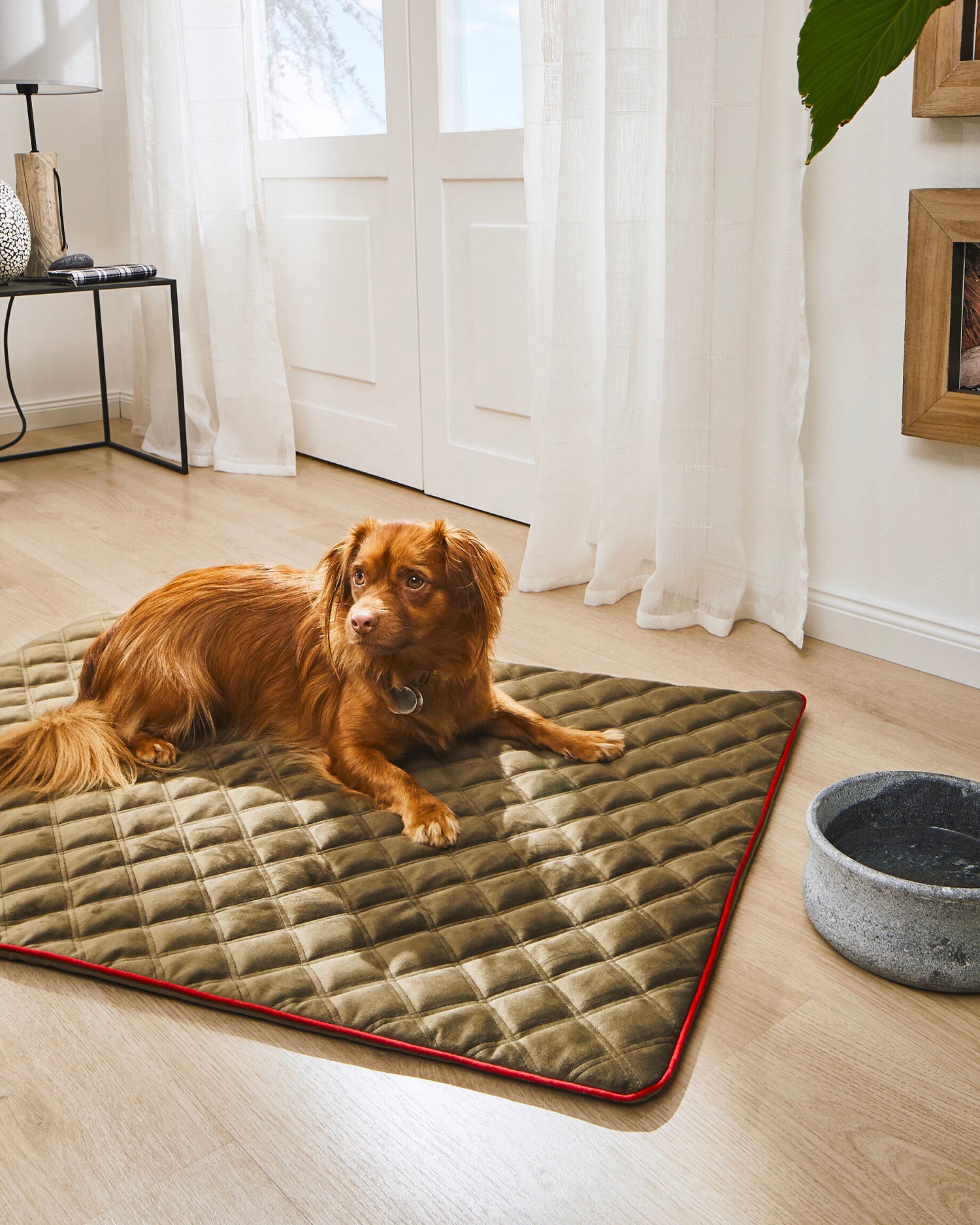 Coperta per animali in velluto Oxford, verde oliva