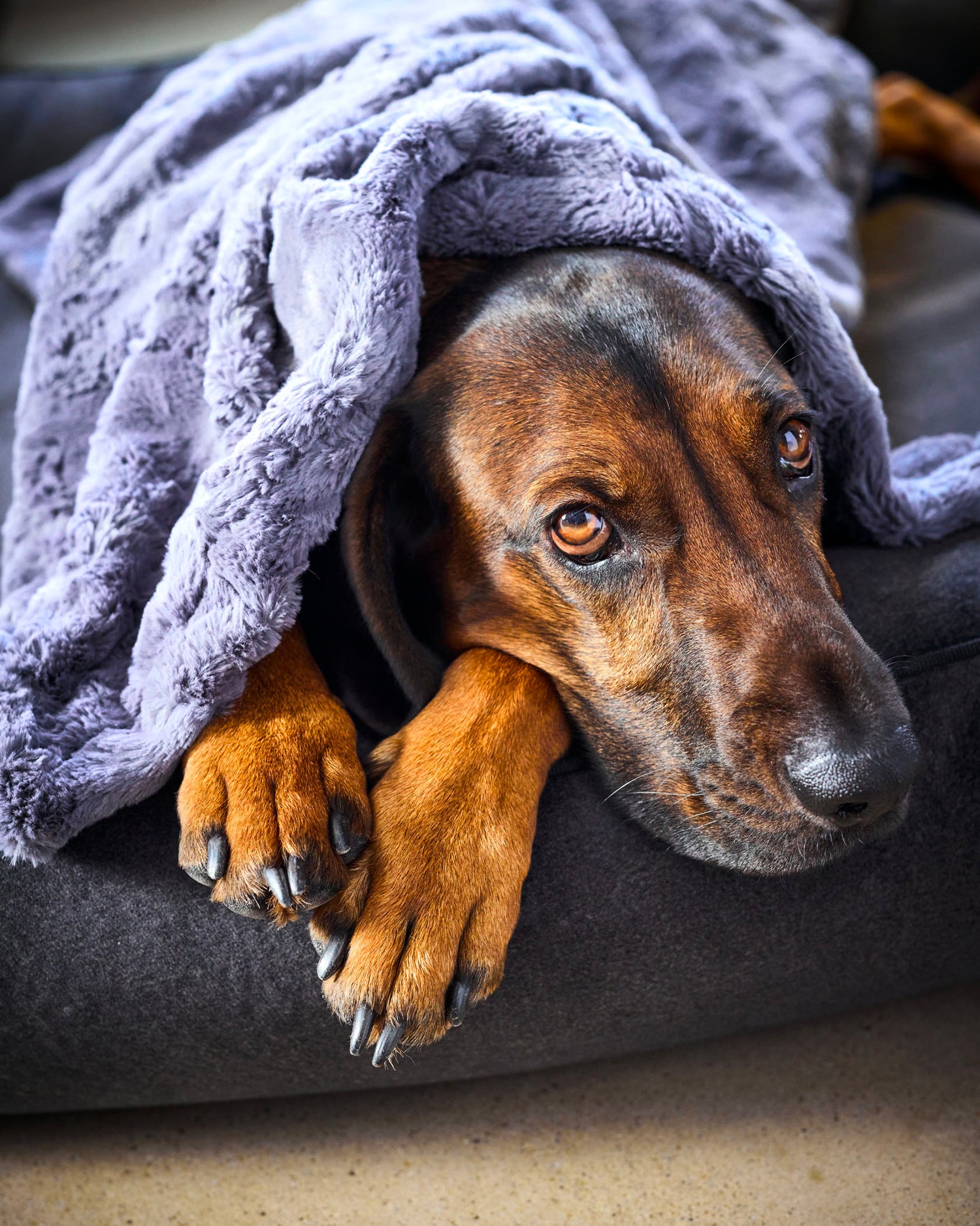 Coperta per animali in velluto Cozy, grigia scura