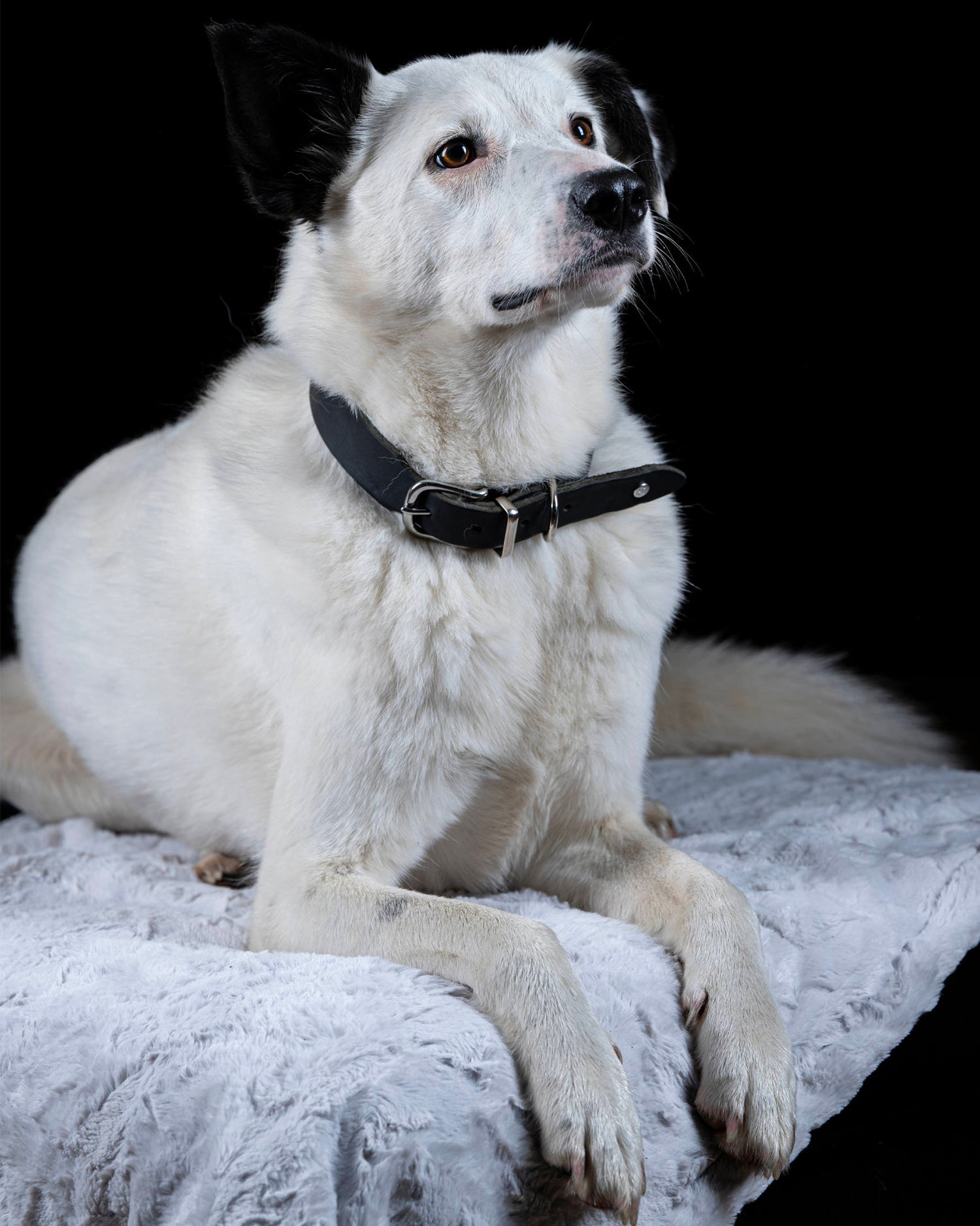 Coperta per animali in velluto Cozy, grigia chiara
