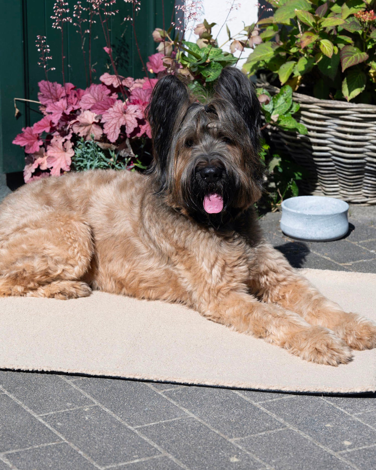 Coperta per animali in bouclè teddy, crema