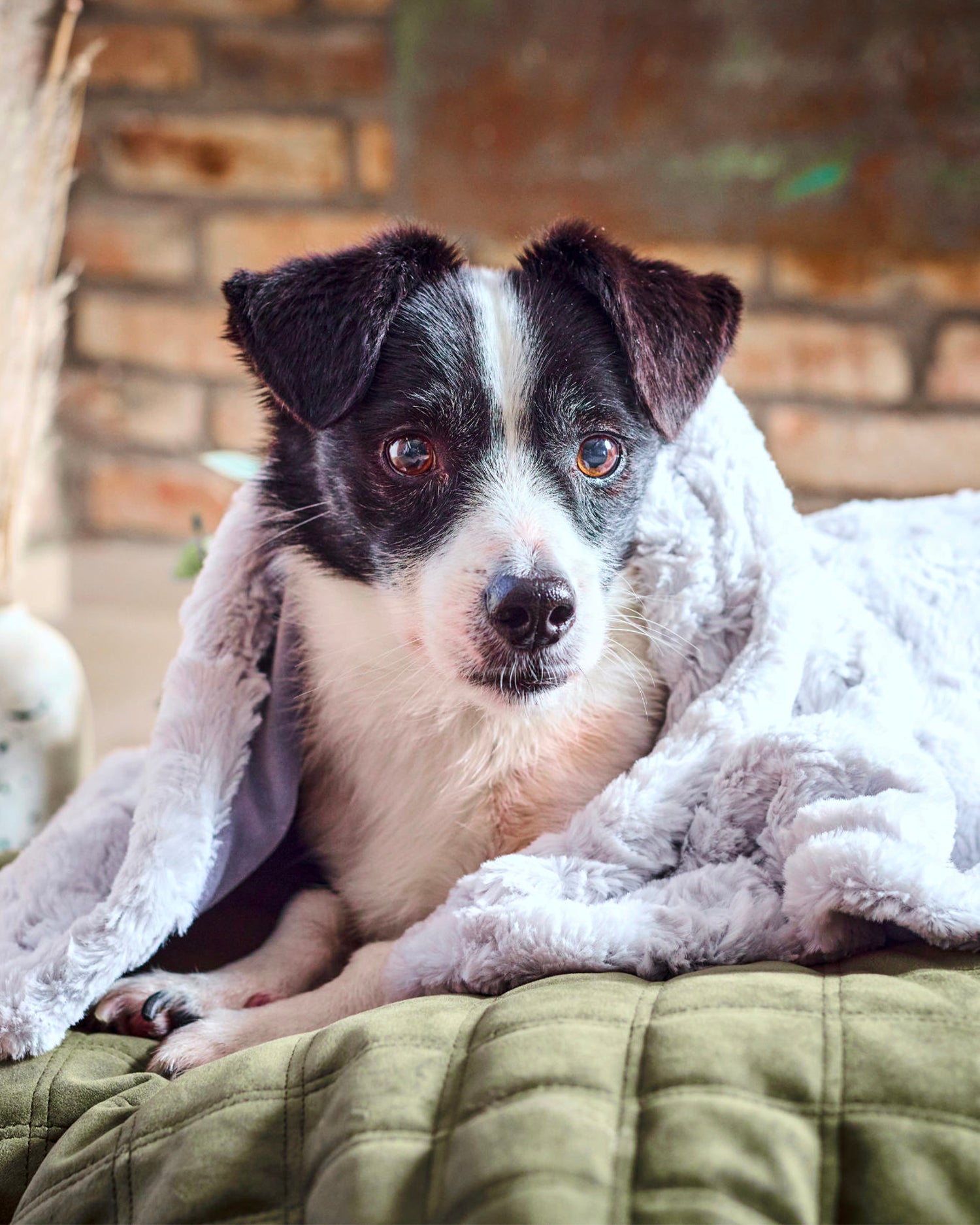 Coperta per animali in velluto Cozy, grigia chiara
