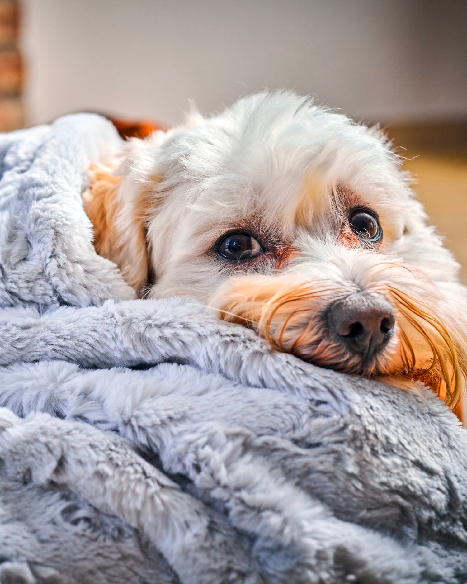Coperta per animali in velluto Cozy, grigia chiara