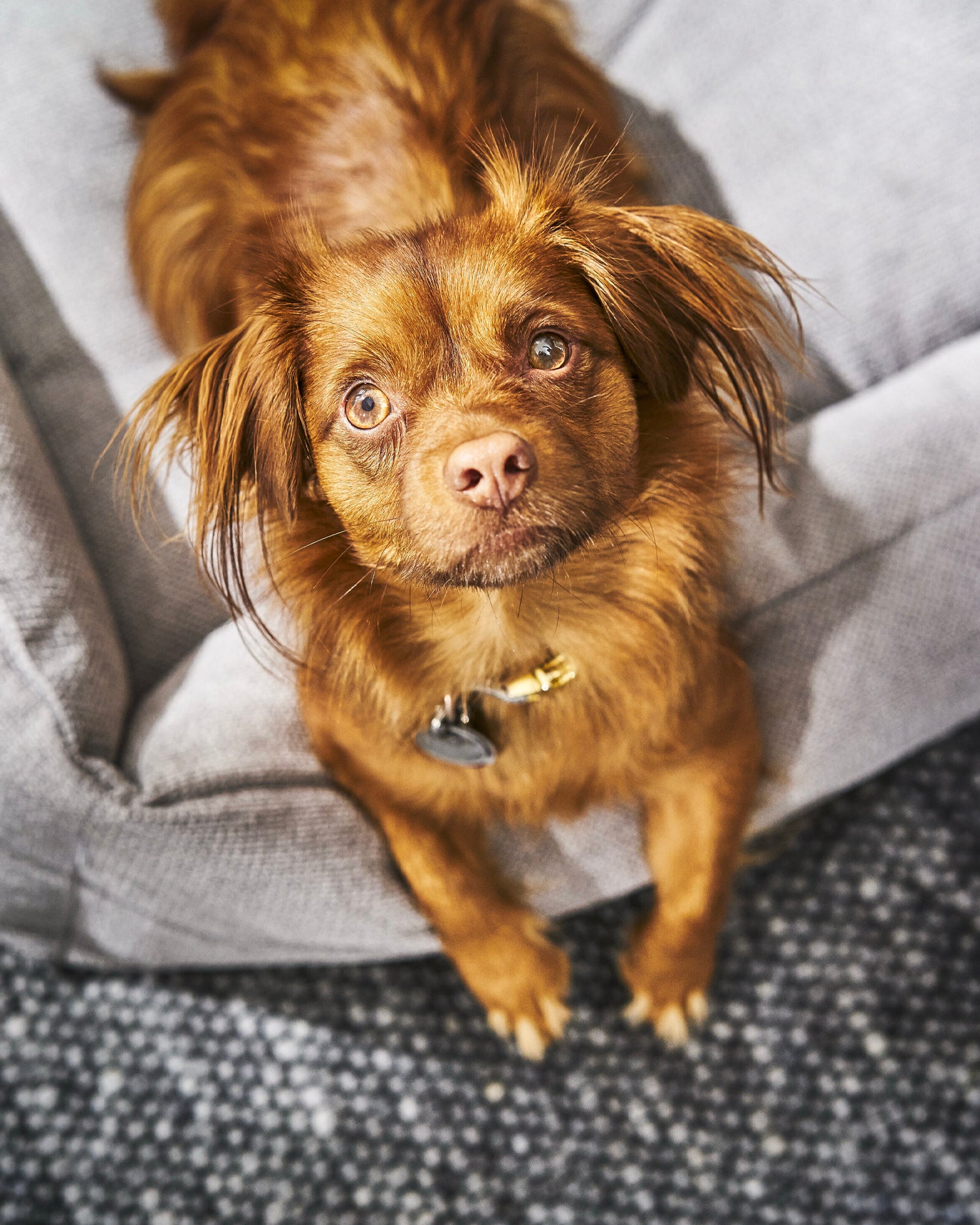 Cuccia per cani Tudor, grigia