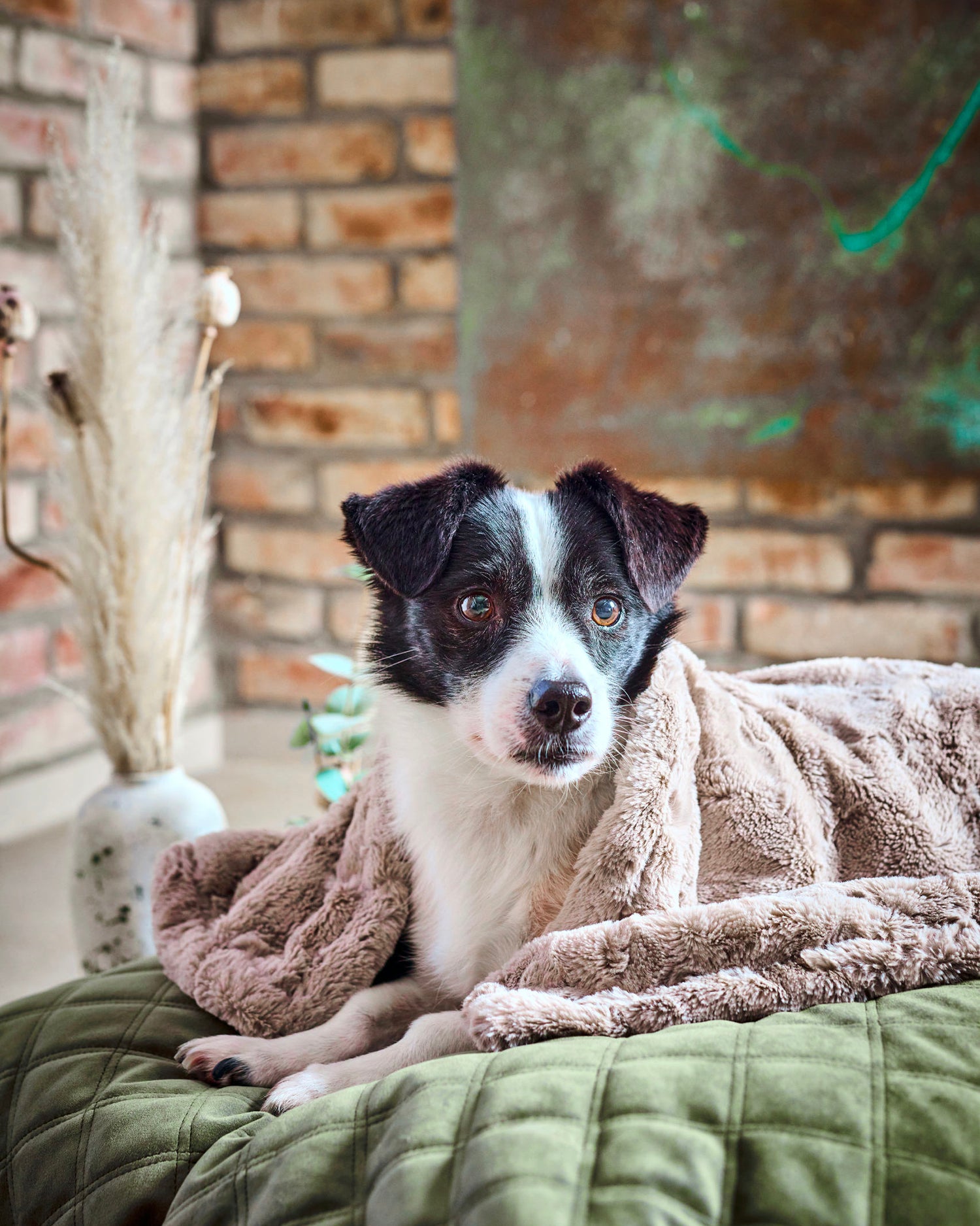 Coperta per animali in velluto Cozy, beige
