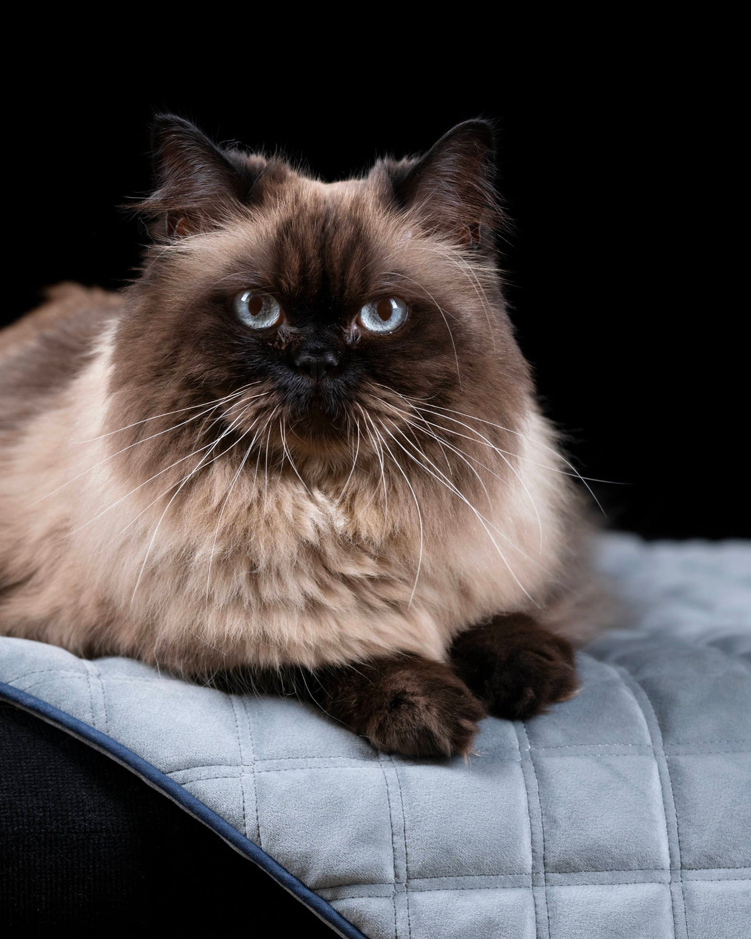 Coperta per animali in velluto Oxford, grigia