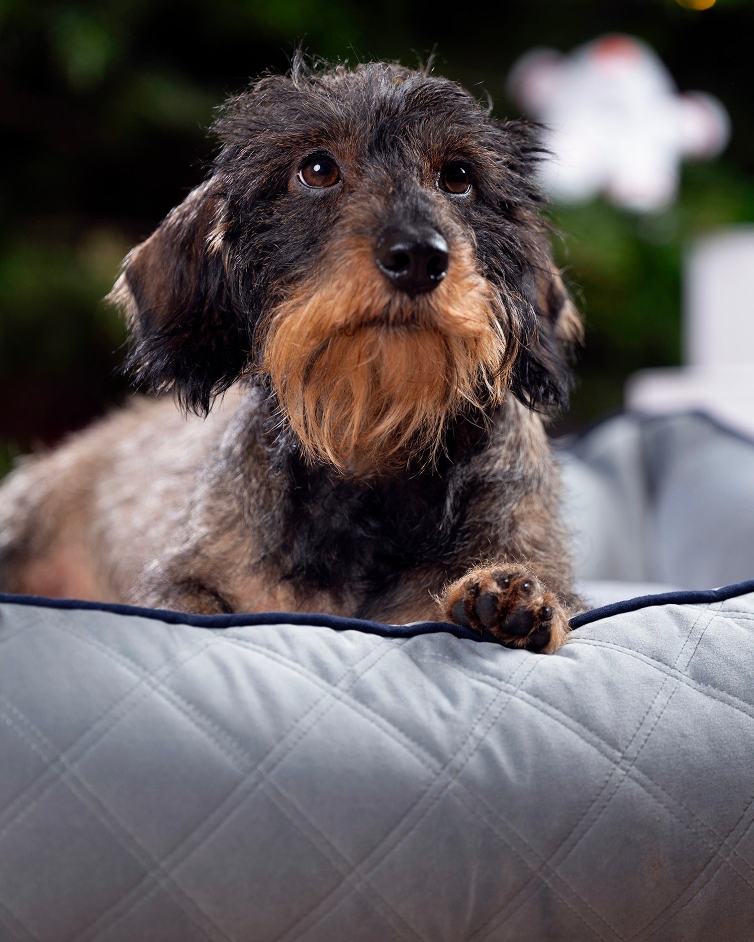 Cuccia per cani in velluto Oxford, grigia