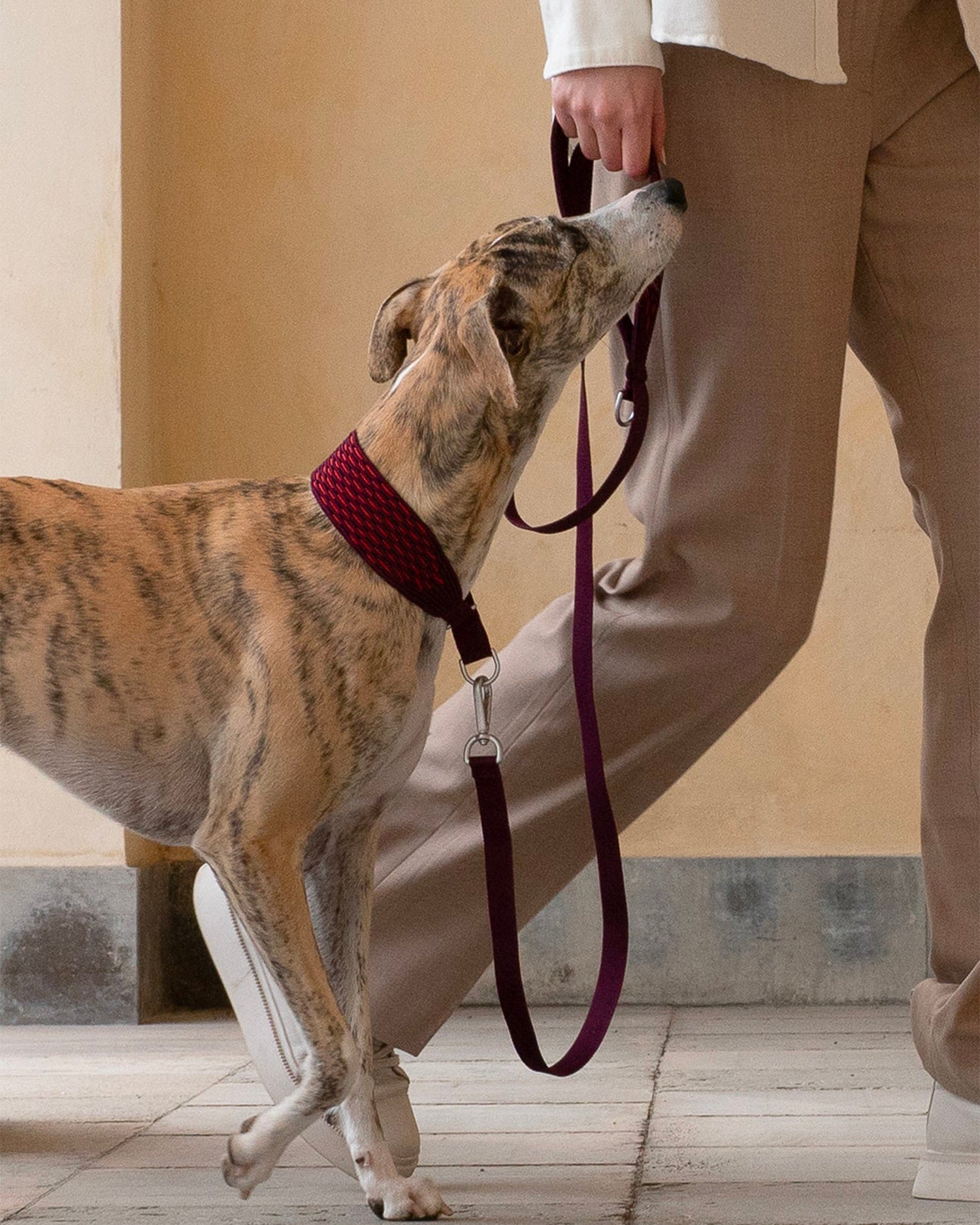 Set collare e guinzaglio per cani in maglia 3D Royal