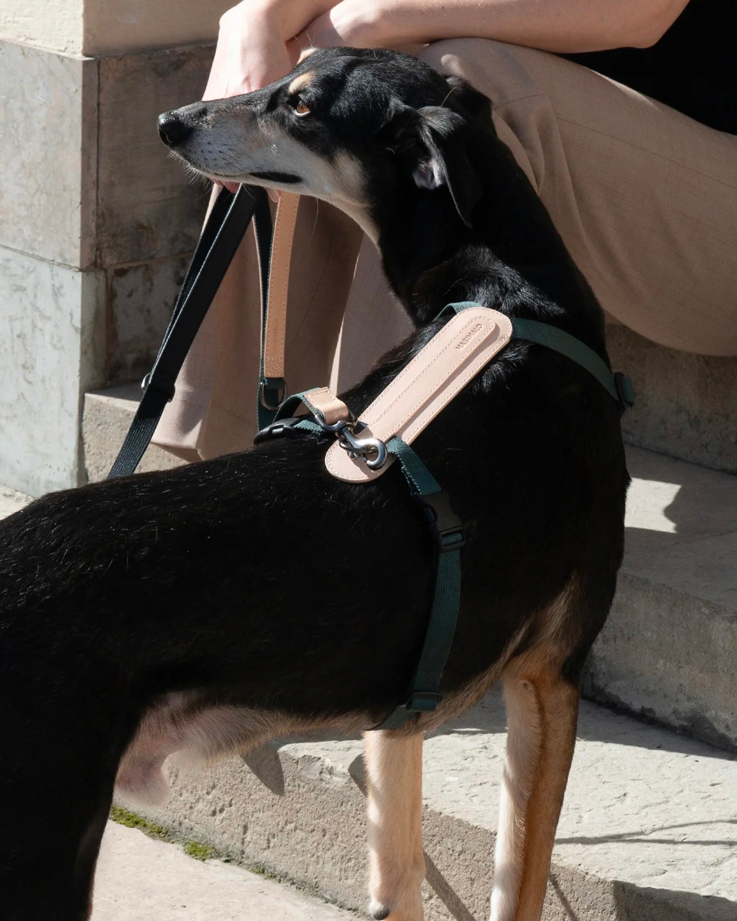 Pettorina ergonomica per cani Arch