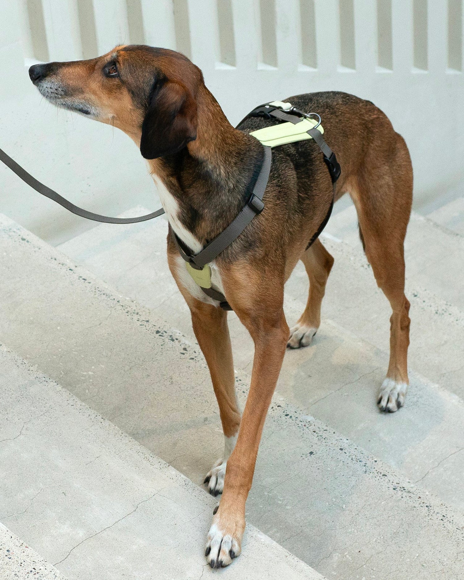 Pettorina ergonomica per cani Arch