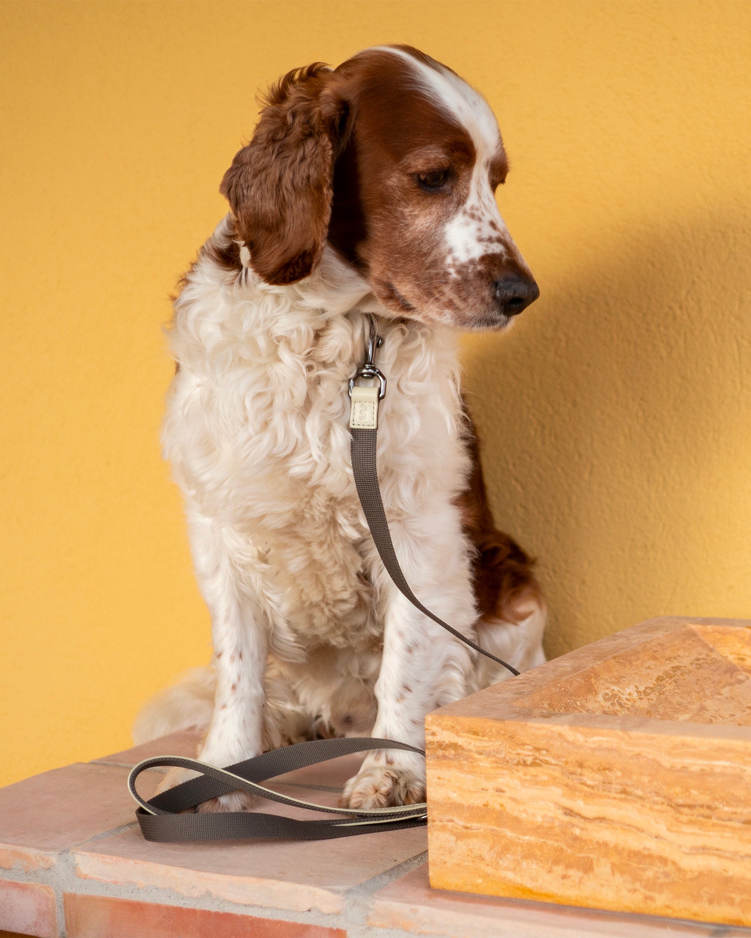 Collare per cani Colour Block