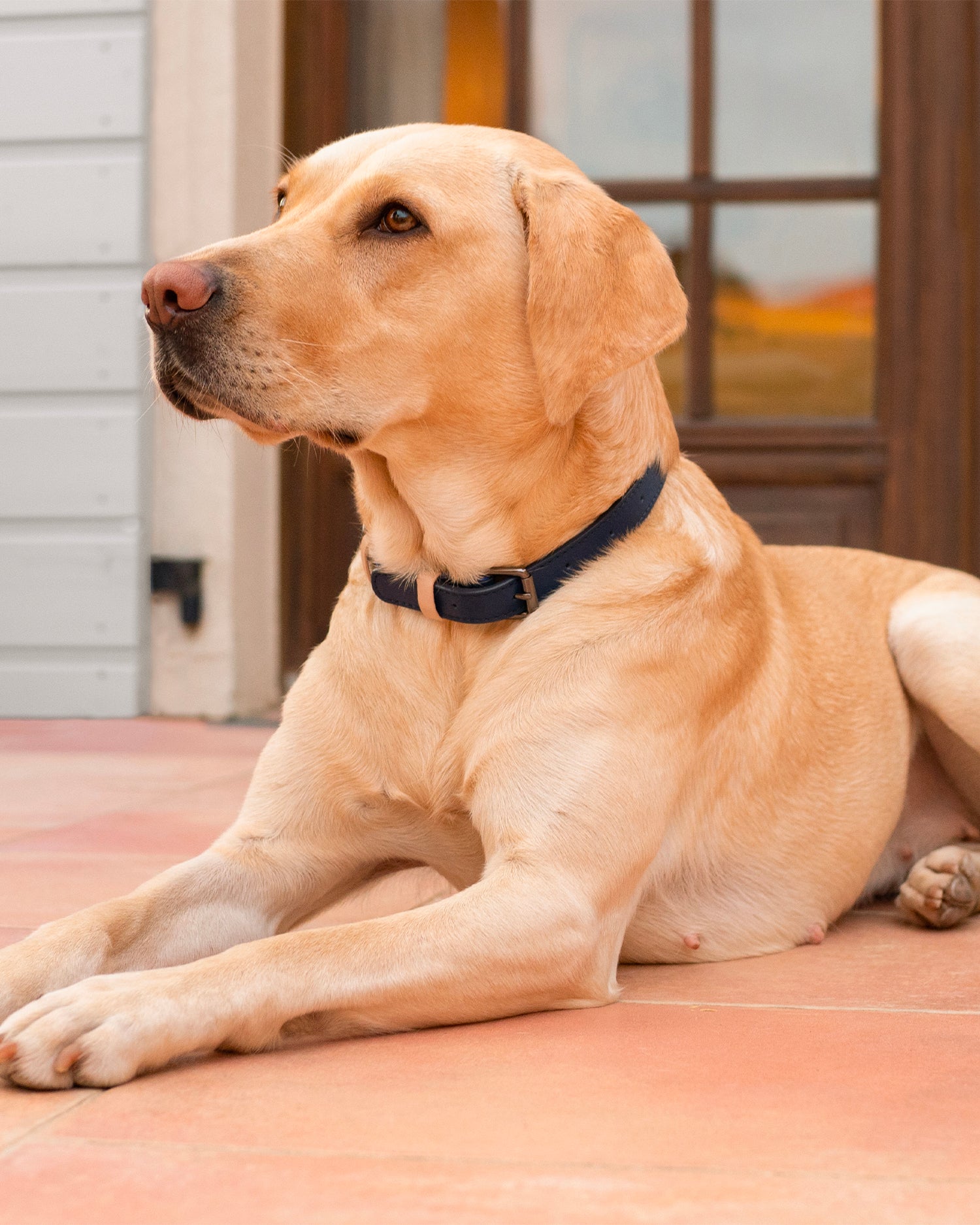 Collare per cani Colour Block