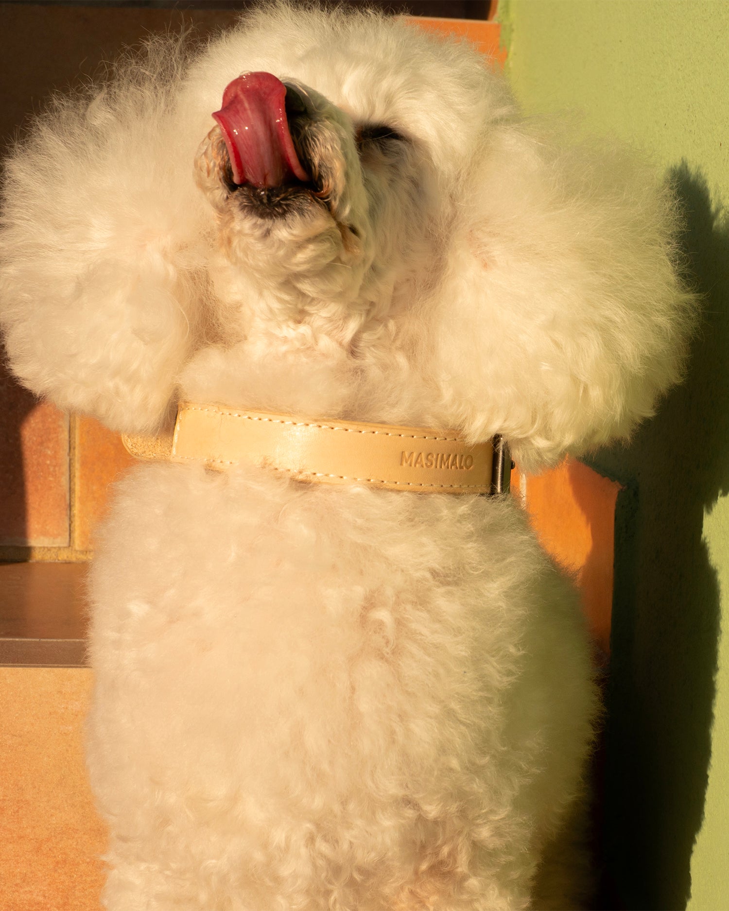 Collare per cani Colour Block